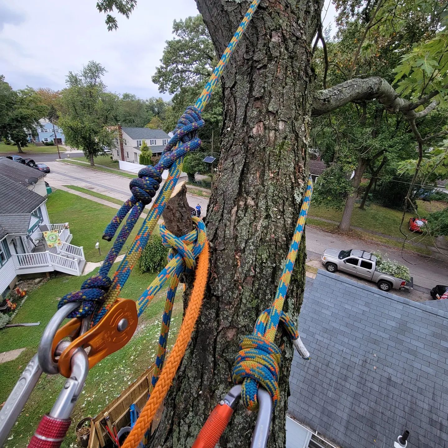  for Timber Arts Tree Service in Lindenwold, NJ 