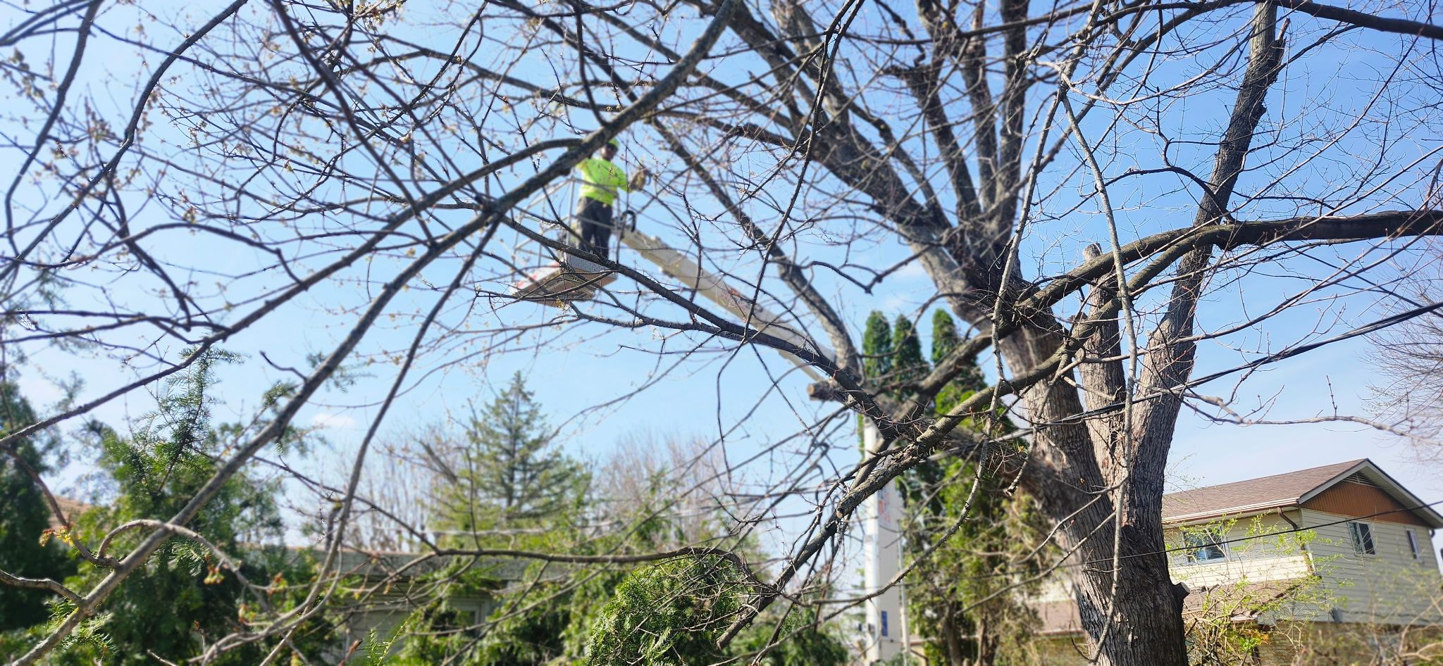 All Photos for Pro Tree Trim & Removal, Llc in Dayton, OH
