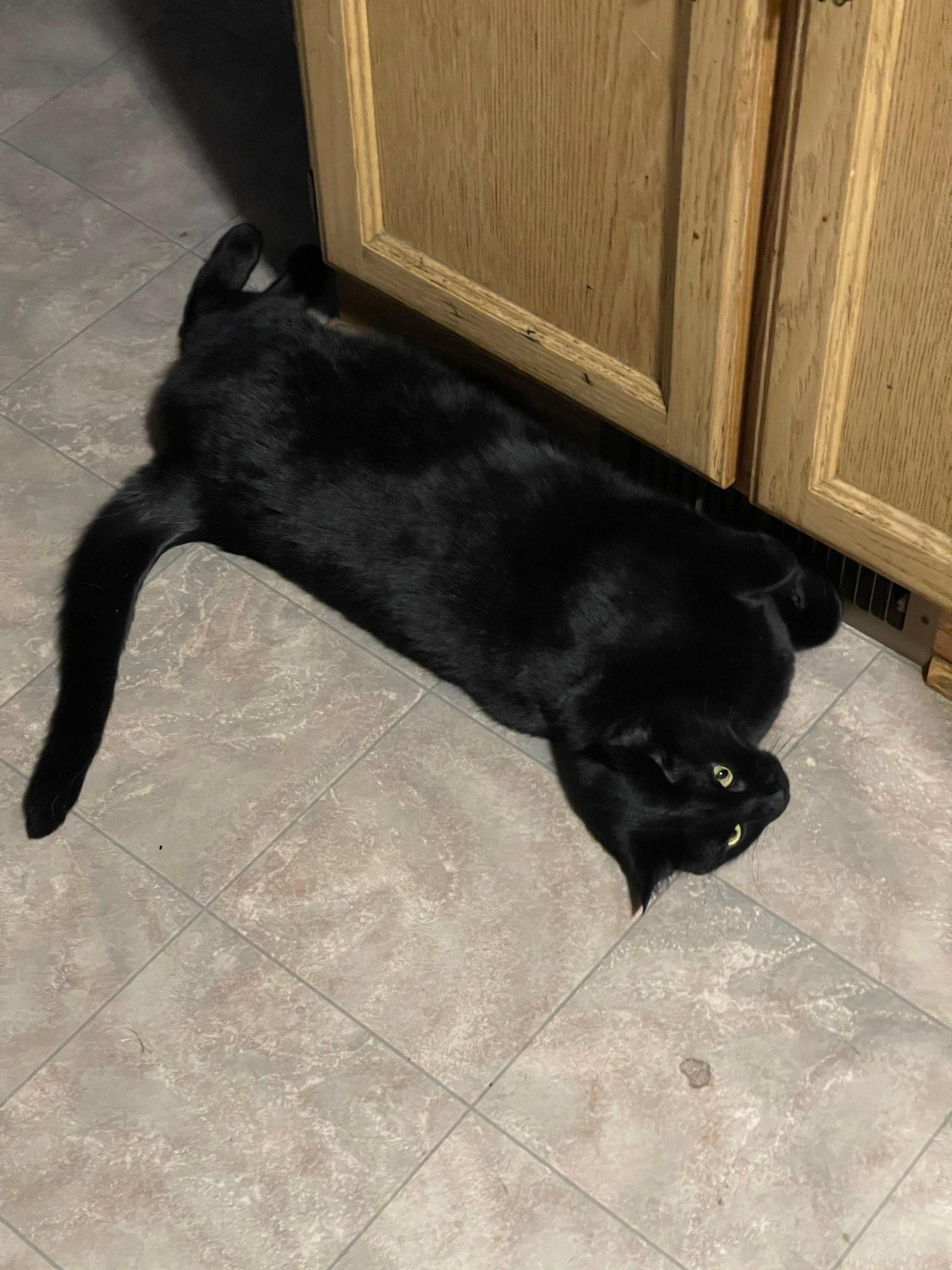 It's really about the pets we meet along the way... for Mr. Pipe Dreams LLC in Colorado Springs, CO