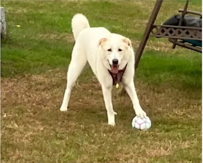  for Sullivan Sanctuary of Maine in Brunswick, ME