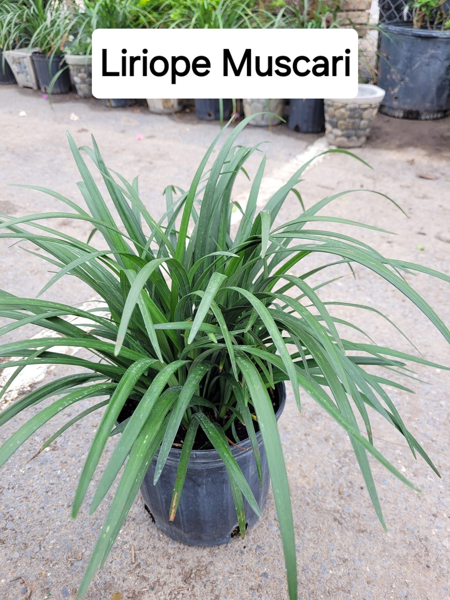  for CRM Palm & Landscaping in Rockport, TX