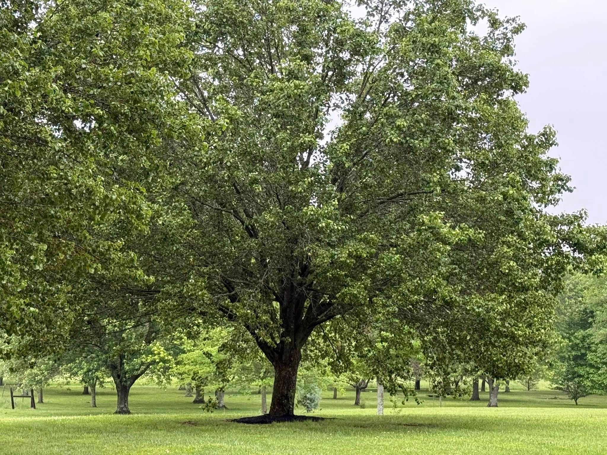  for Gonzales Lawn & Landscapes in Lawrenceburg, TN
