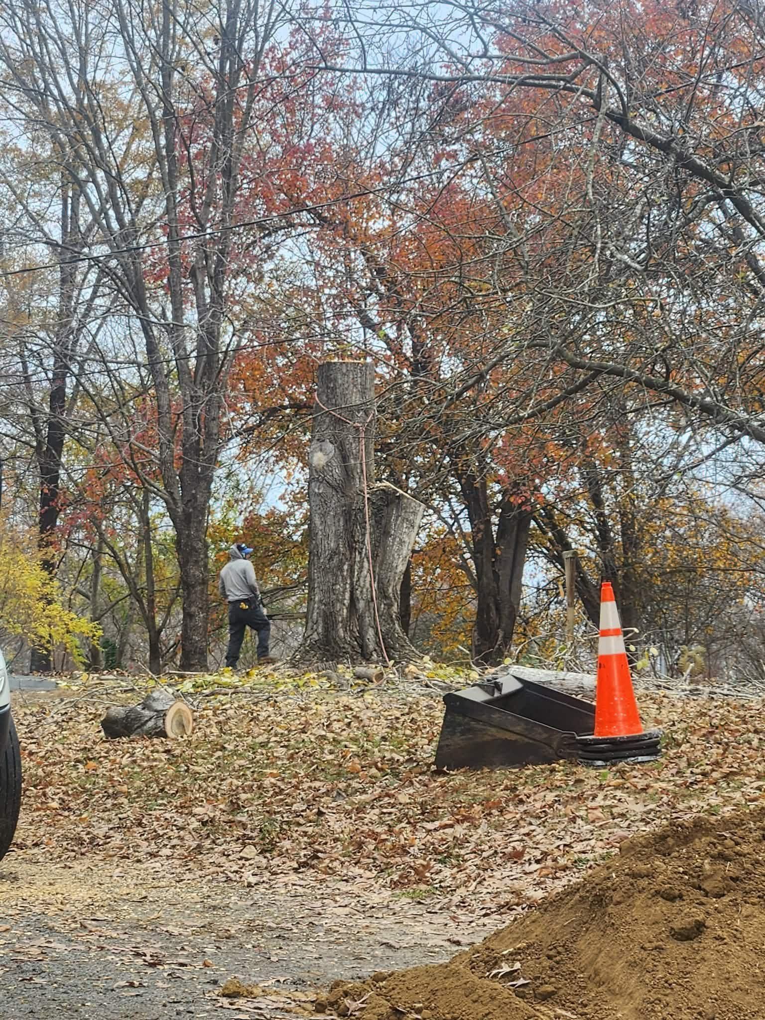  for Branch Out Tree Care LLC in Fredericksburg, VA