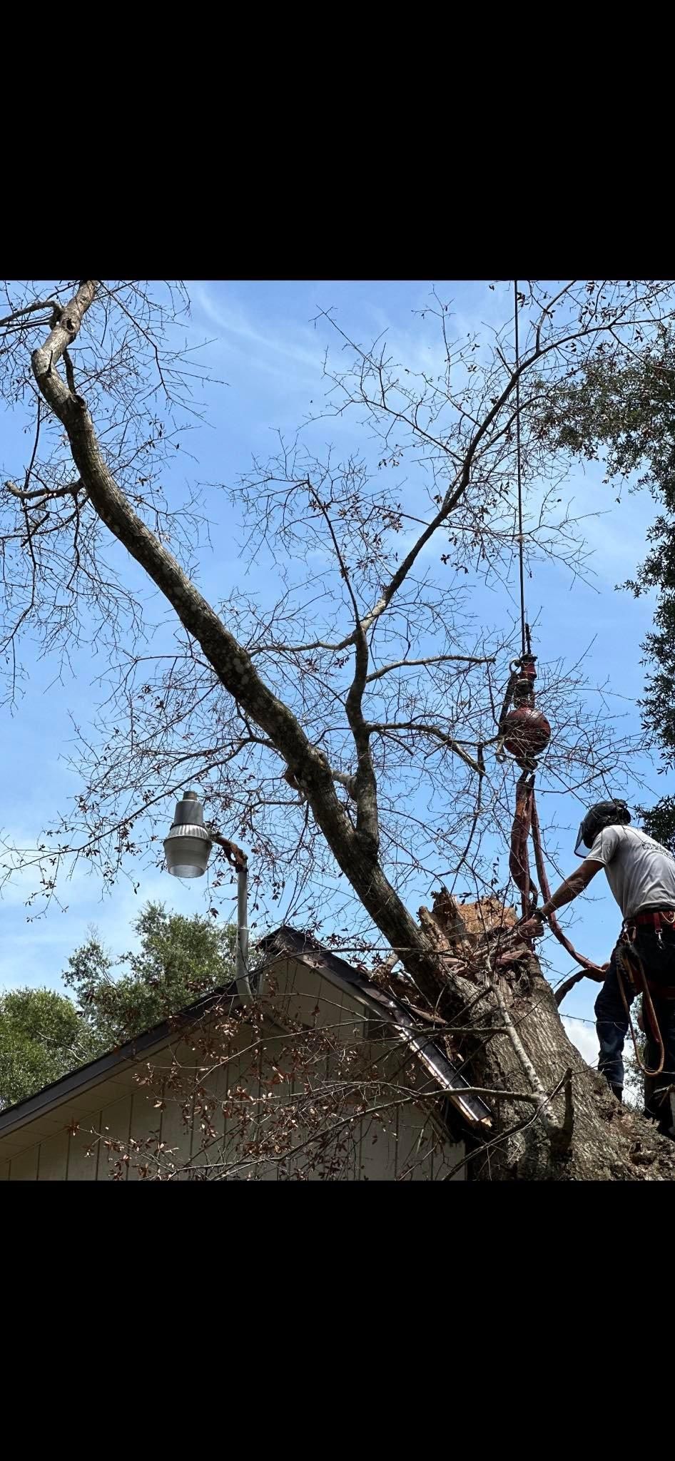  for McGraw’s Lawn and Tree Service in DeLand, FL