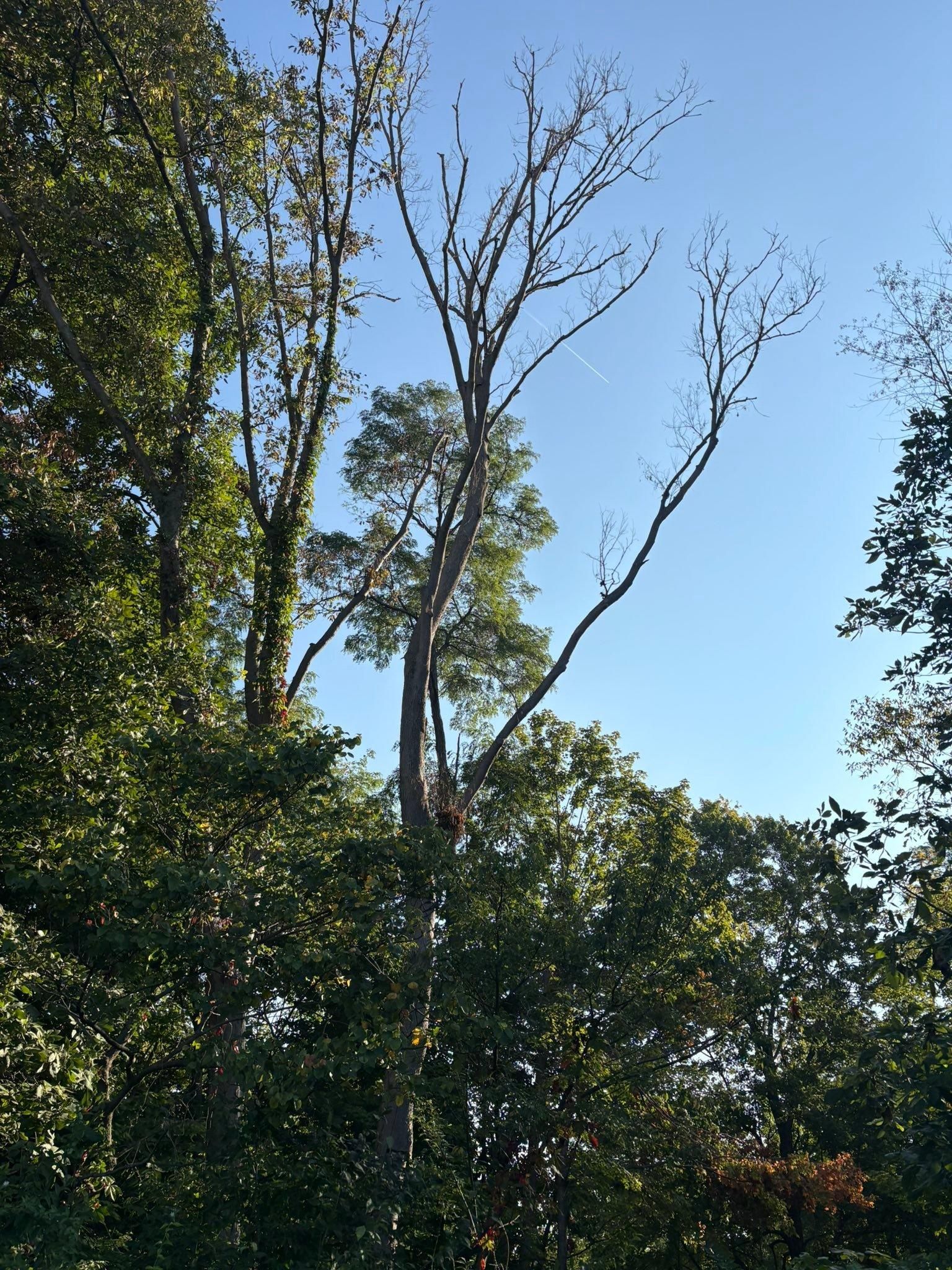  for Dig-It Tree Company in , 