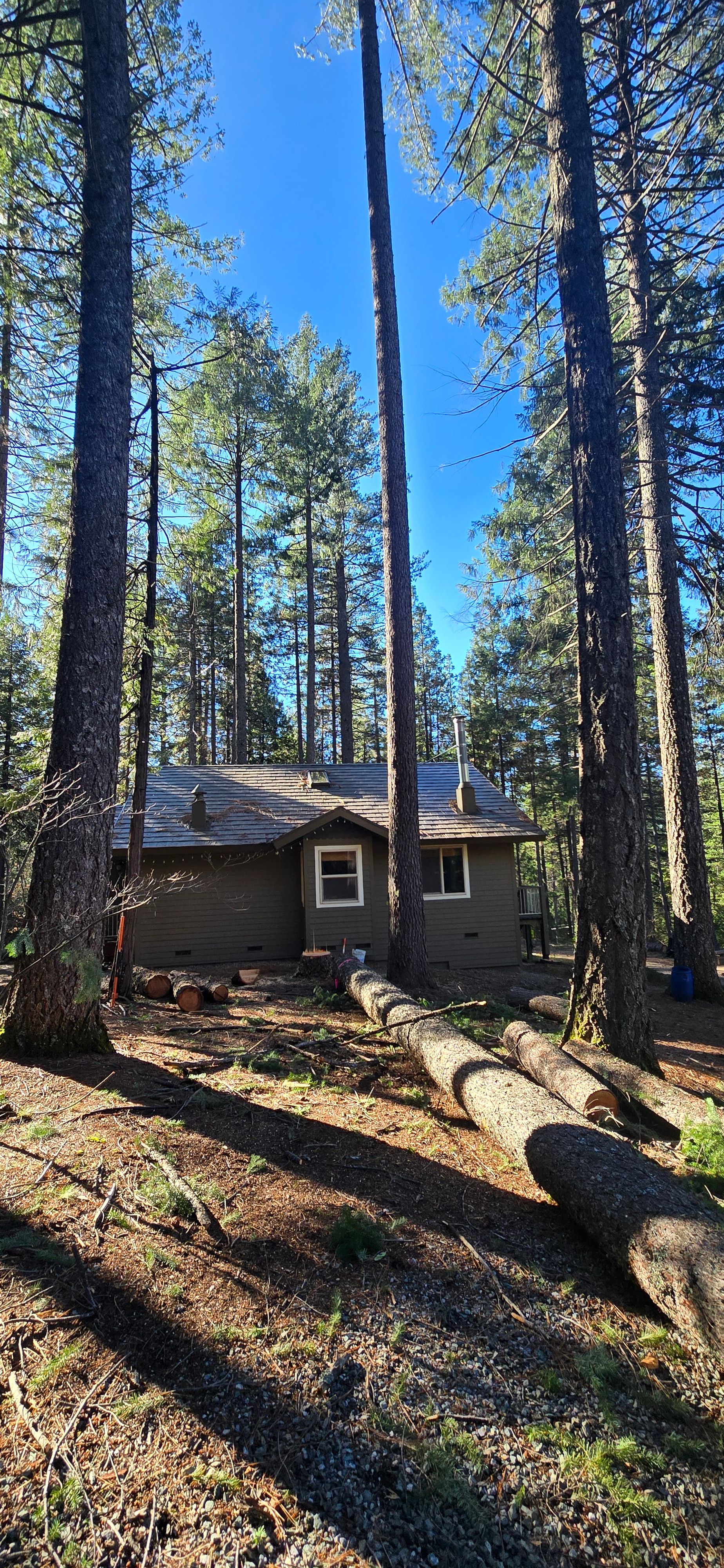  for George Staddan's Professional Tree Care in Placerville, CA