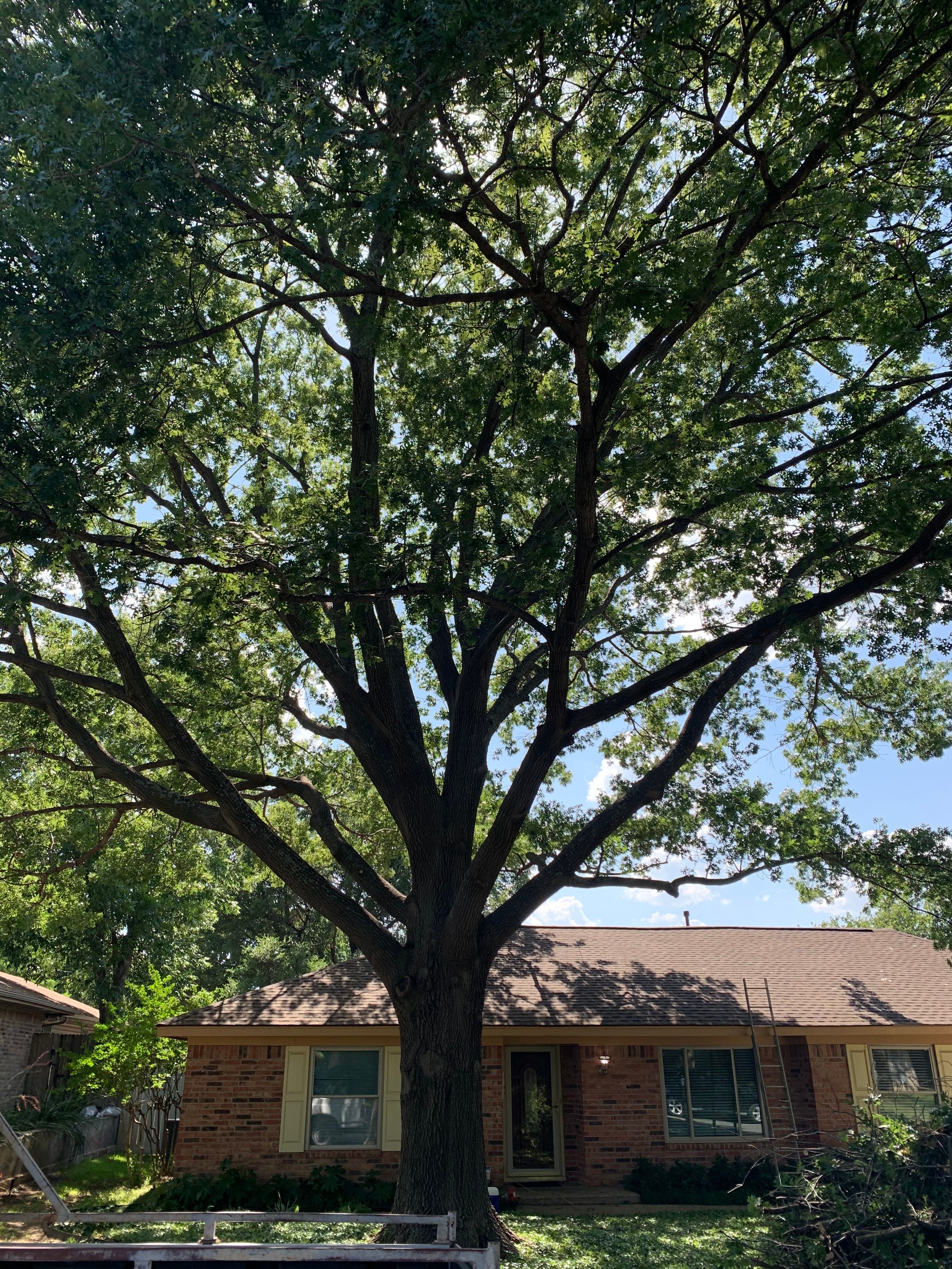  for TLC Professional Tree Service in Bedford, TX