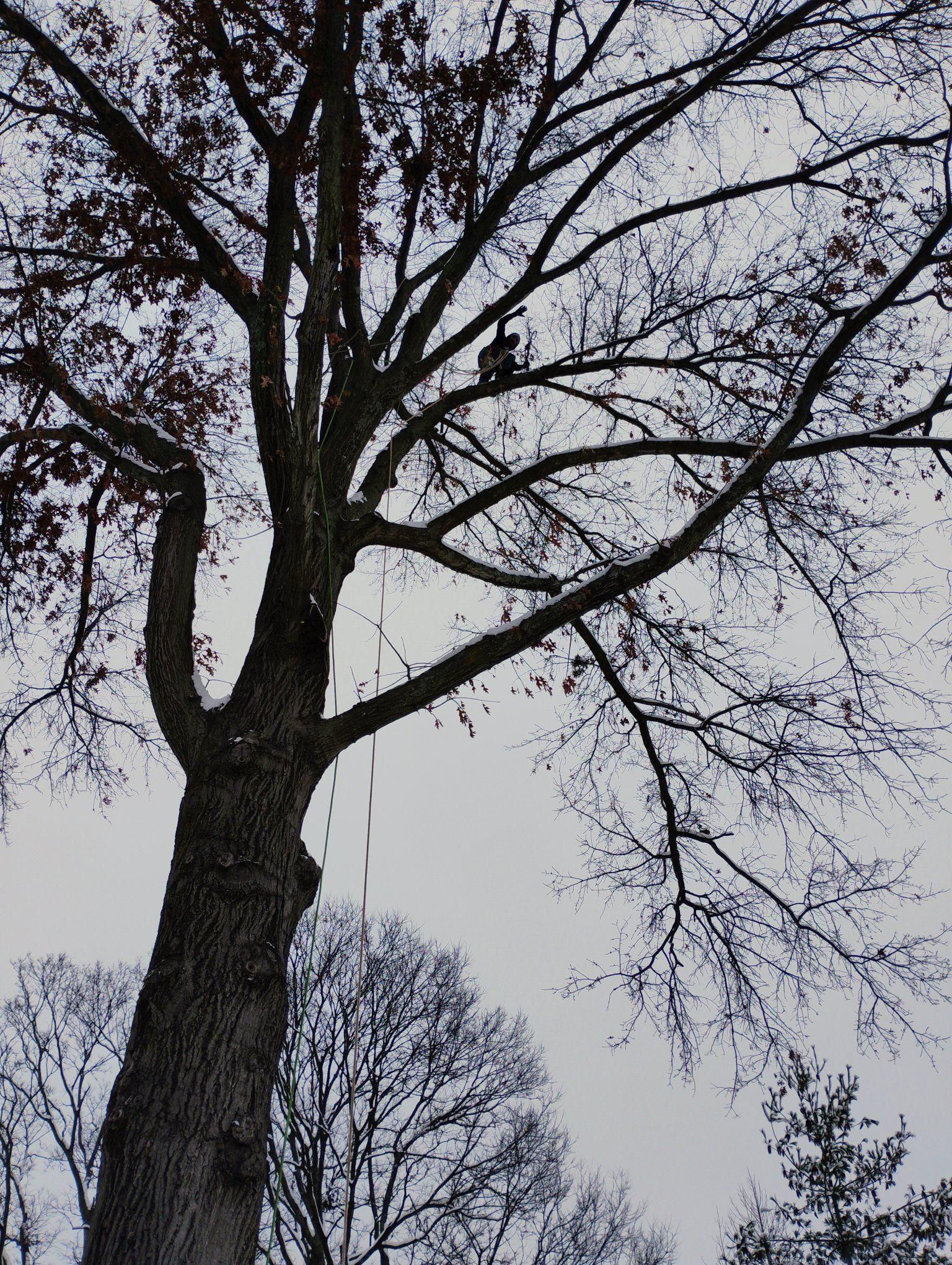  for Kingdom Tree Trimming and Removal LLC in Covington, KY