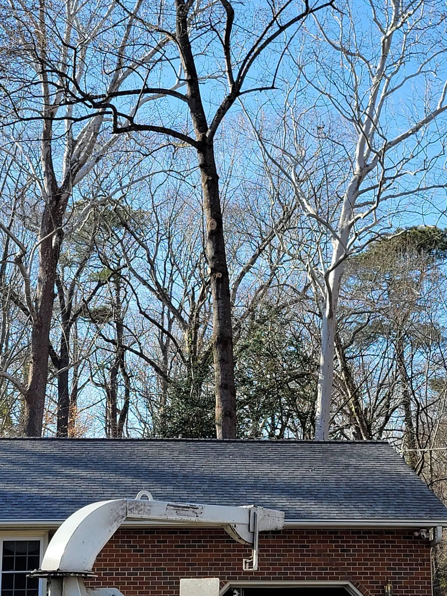  for Integrity Tree and Landscaping in Lynchburg, VA