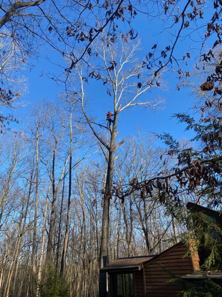  for McBee’s Tree Service in Sewanee, TN