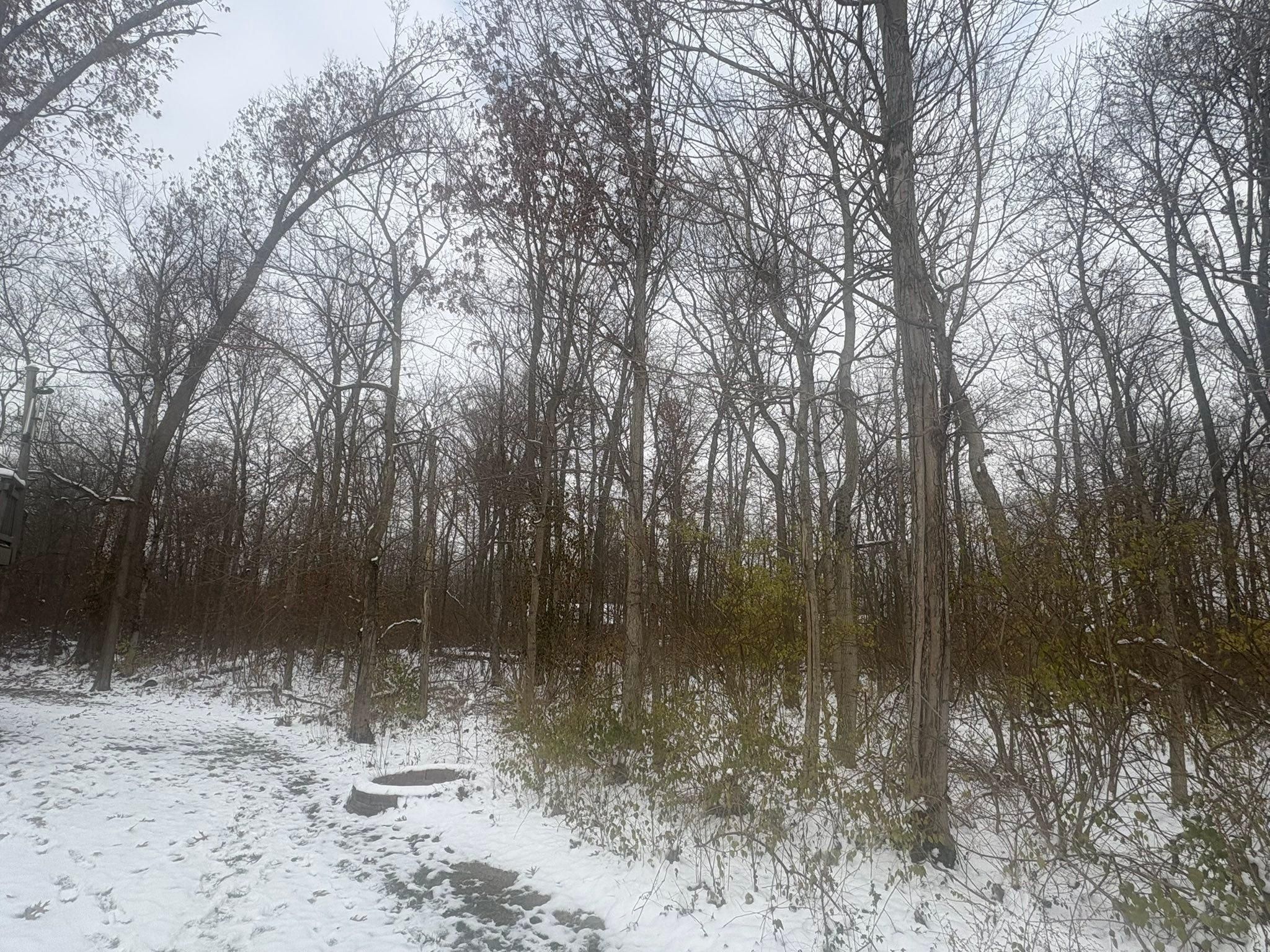  for Dig-It Tree Company in Mason, OH