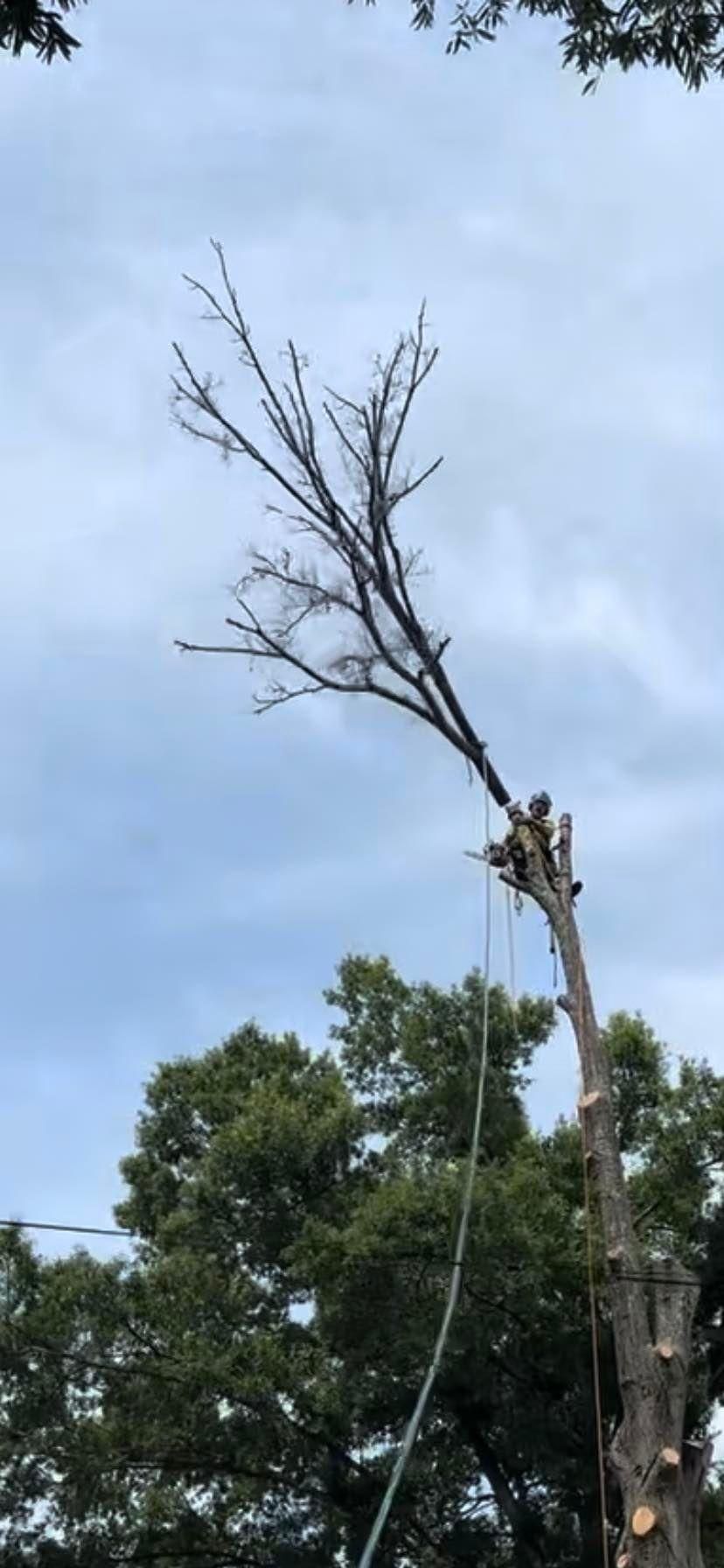  for Ascending Tree Service LLC in Kenbridge, VA