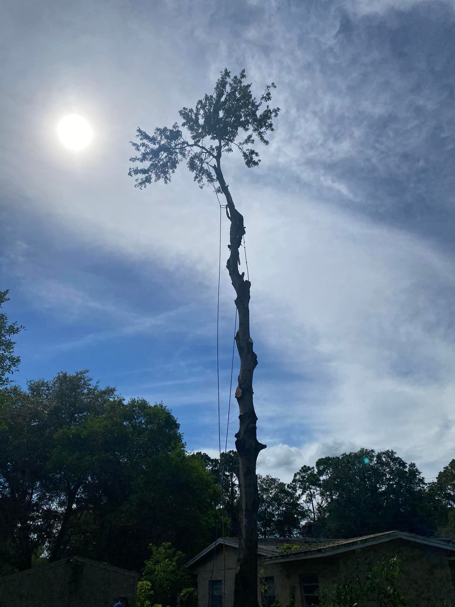  for Fast Cut Tree Service in Jacksonville Heights, FL