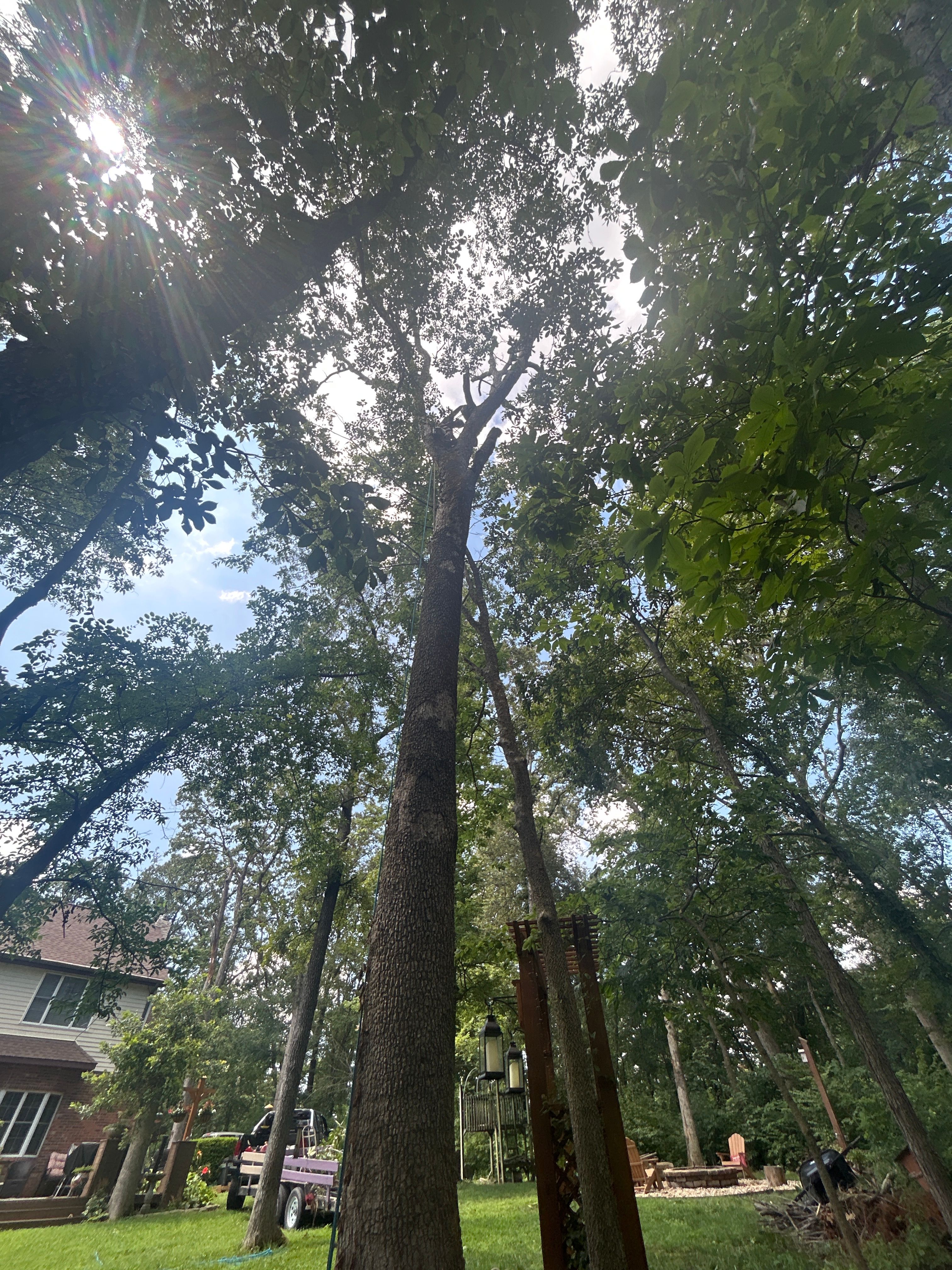  for Stinger Tree Service in Belleville, IL