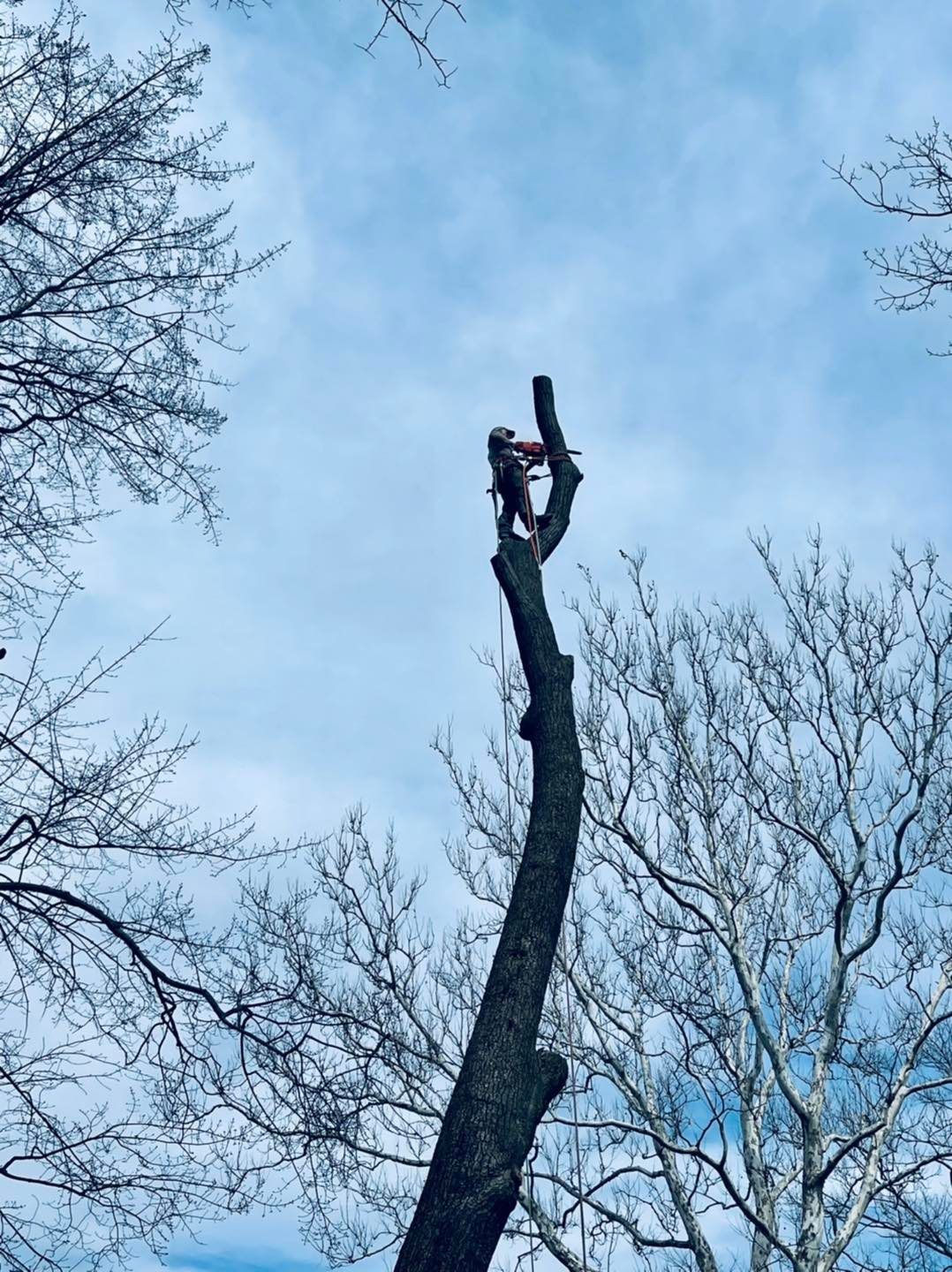  for Branching Out Tree Service in Hastings, MI