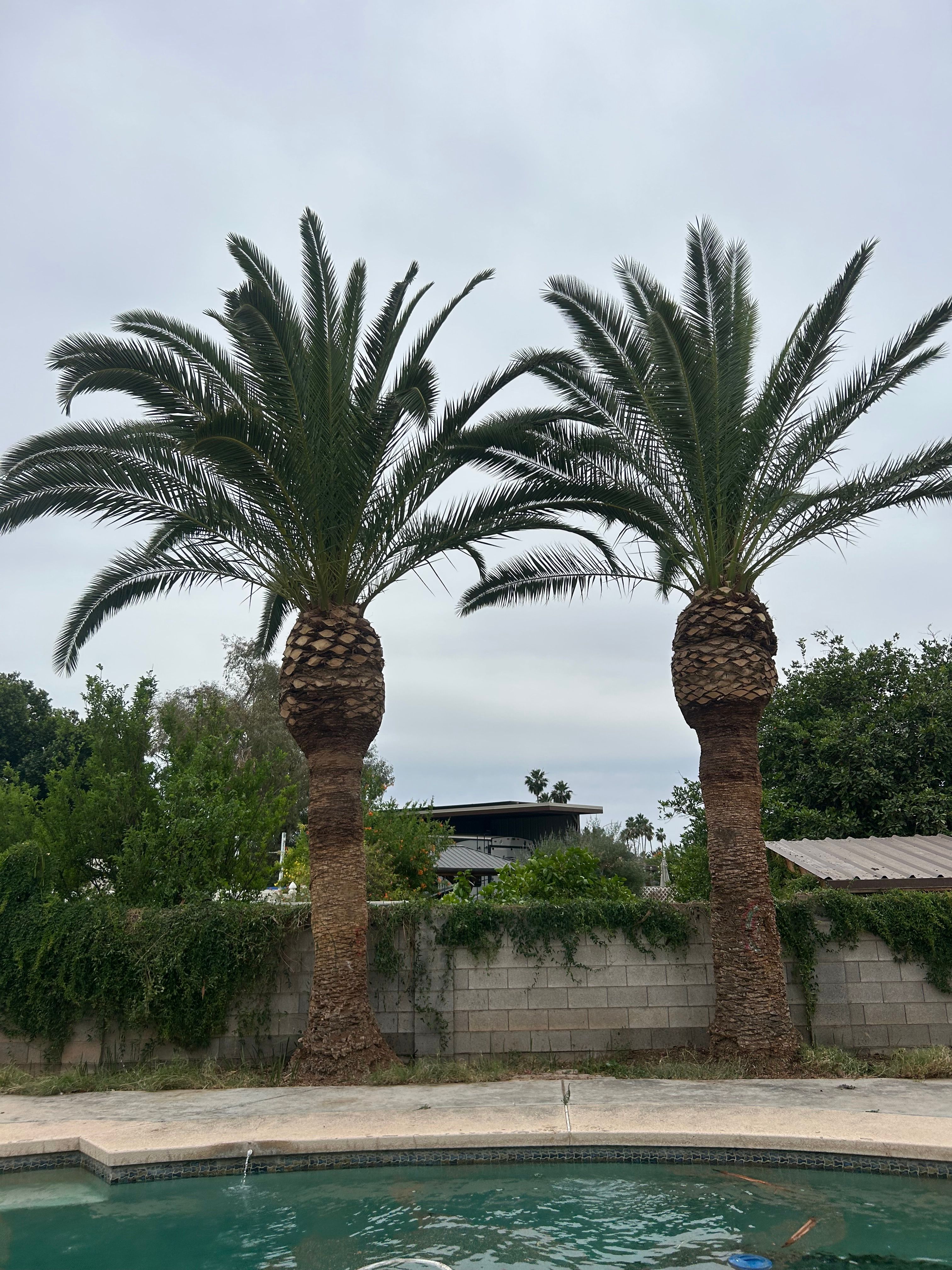  for Copperhead Solution in Phoenix, Arizona