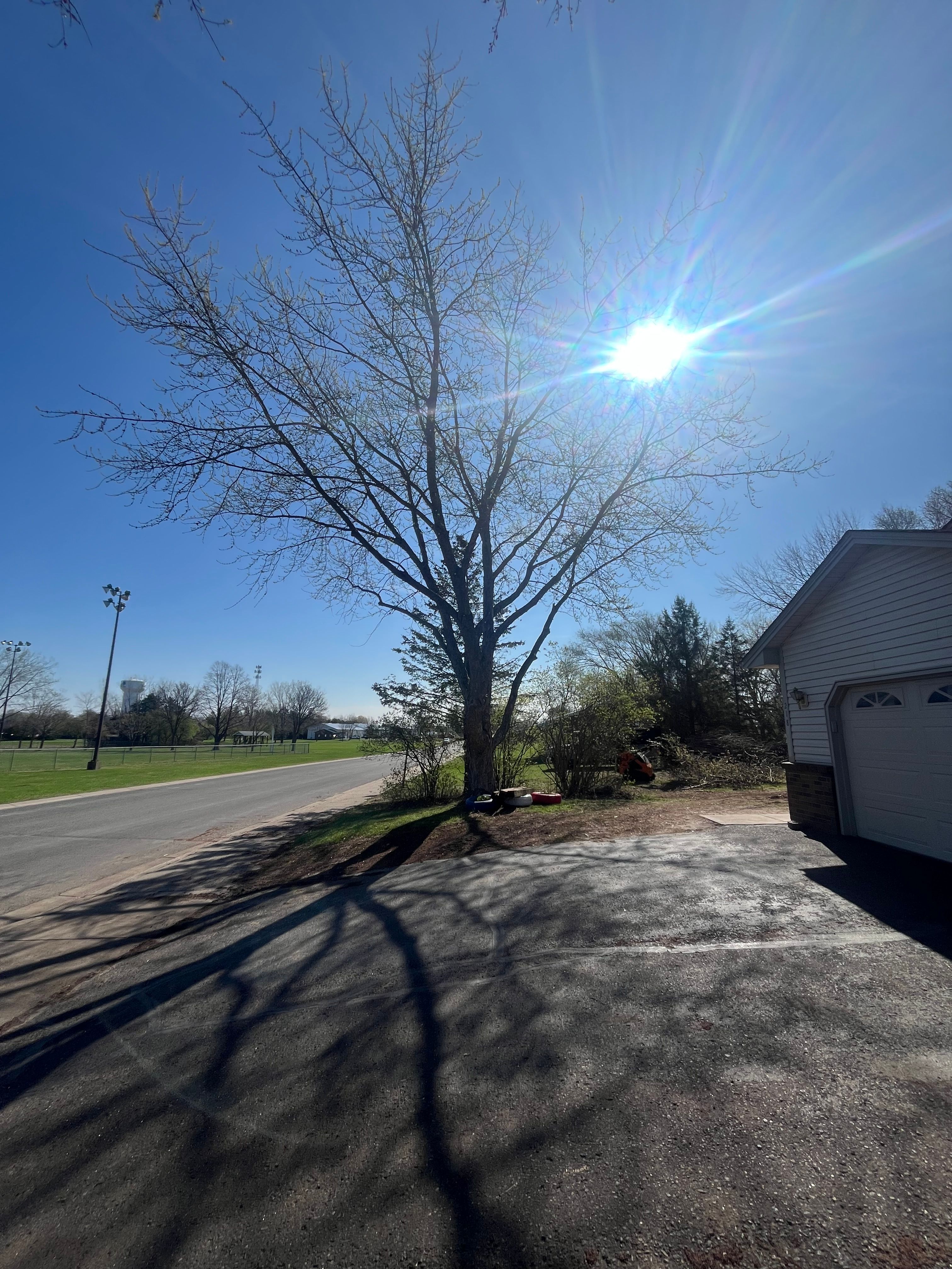 Trees for K and Z Tree Care in Andover, MN