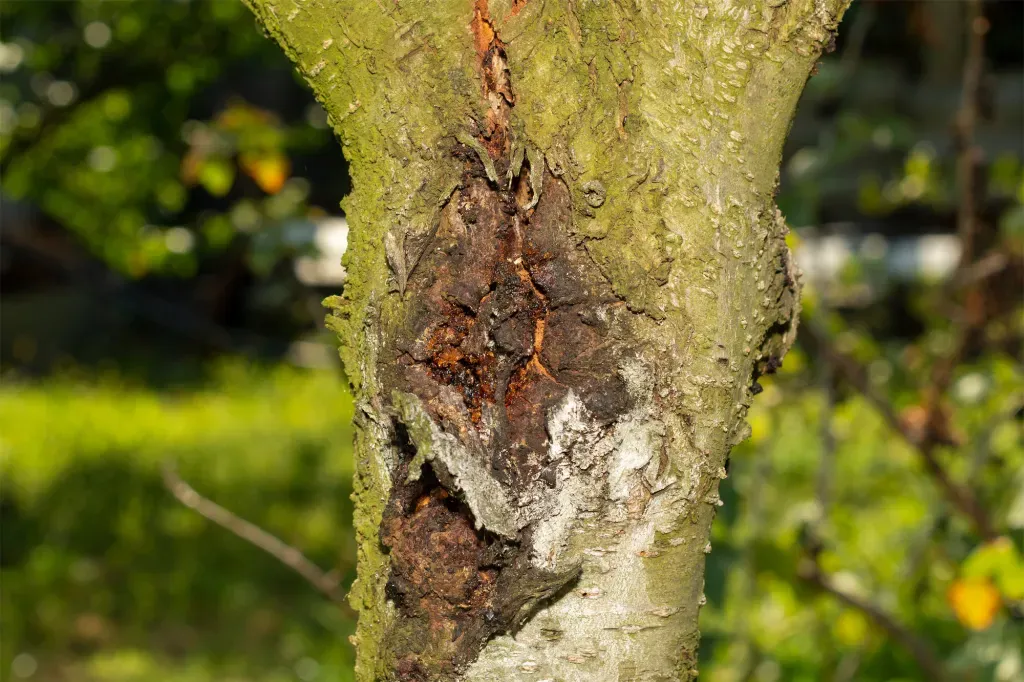  for Arbor Max Solutions in Gun Barrel City, TX