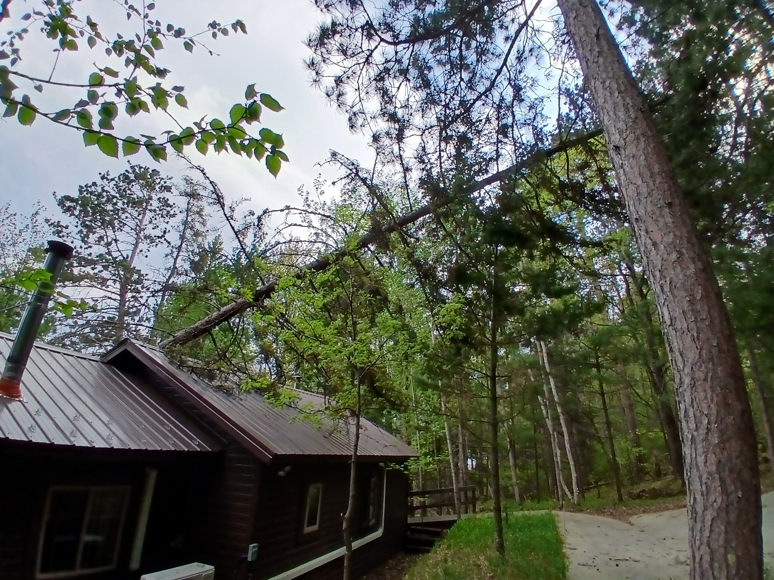  for Dan's Tree Service LLC in Bemidji, MN