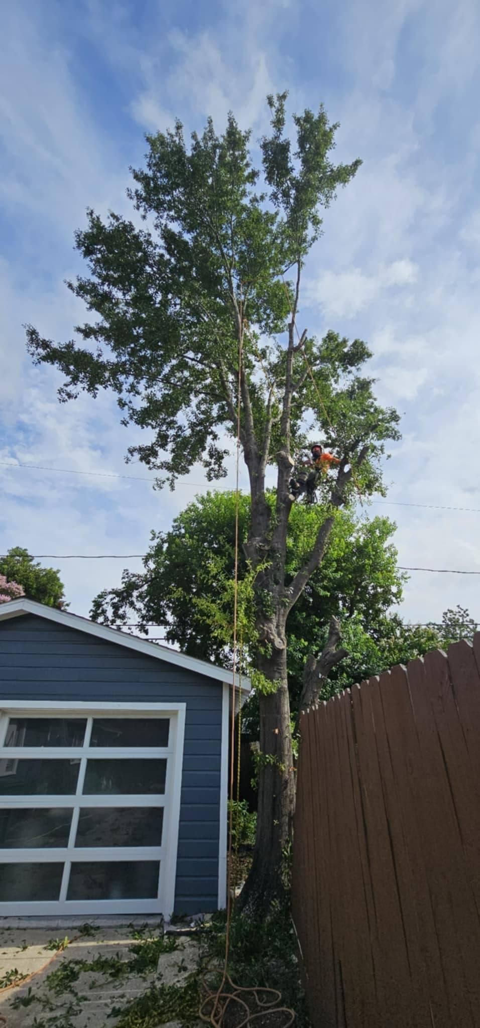  for Servin's Tree Care  in Houston, TX
