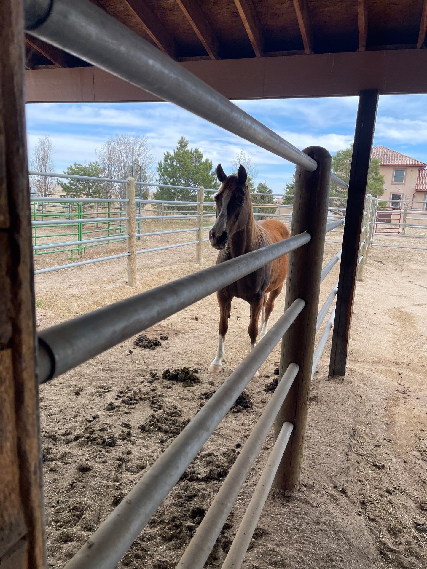 It's really about the pets we meet along the way... for Mr. Pipe Dreams LLC in Colorado Springs, CO