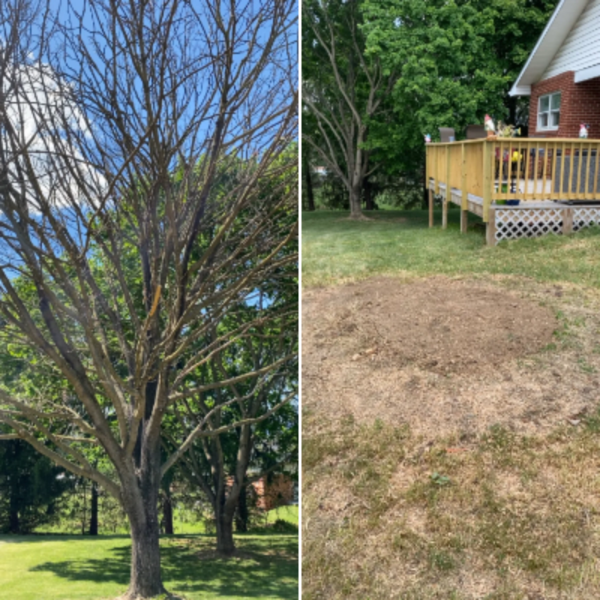 All Photos for Gray's Tree Service  in Shenandoah County, VA