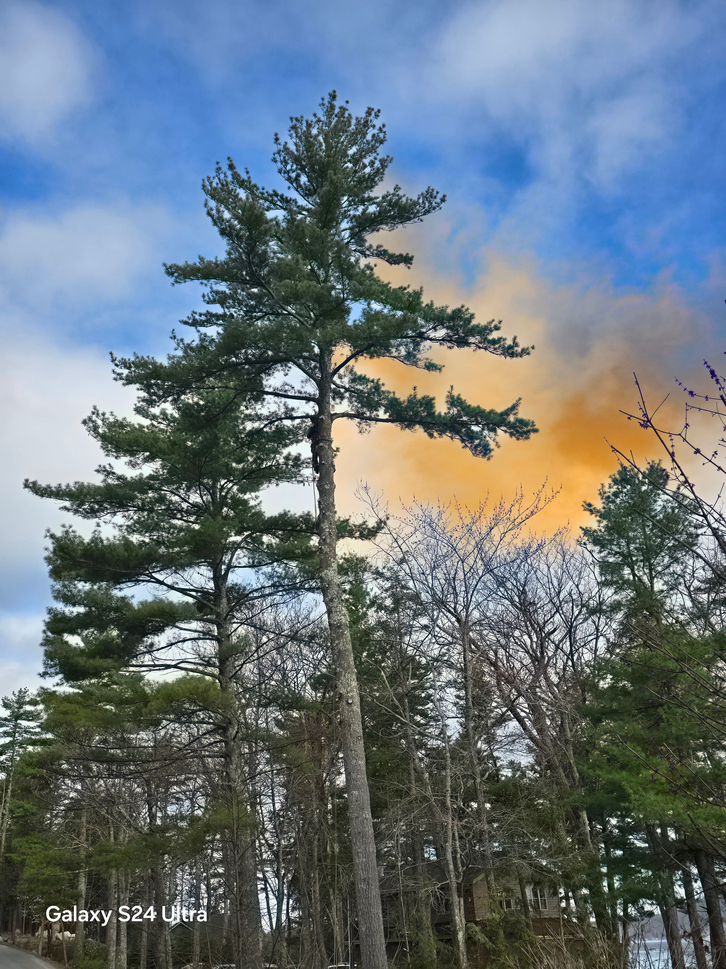  for Blue Ribbon Tree Service in Gilford, NH