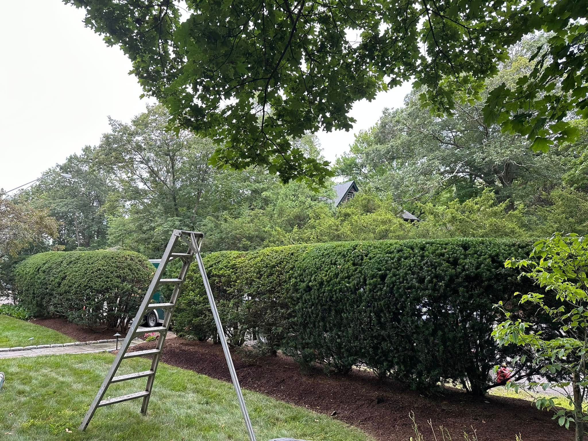  for Saavedra & Sons Landscaping in Waltham, MA