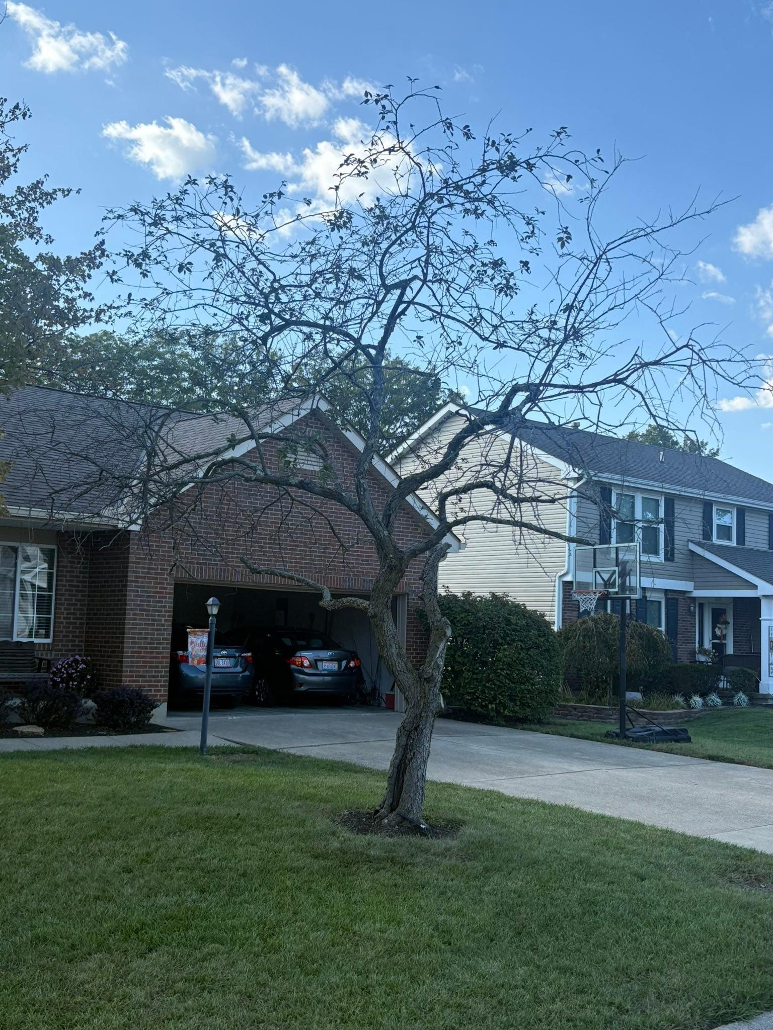  for Dig-It Tree Company in , 