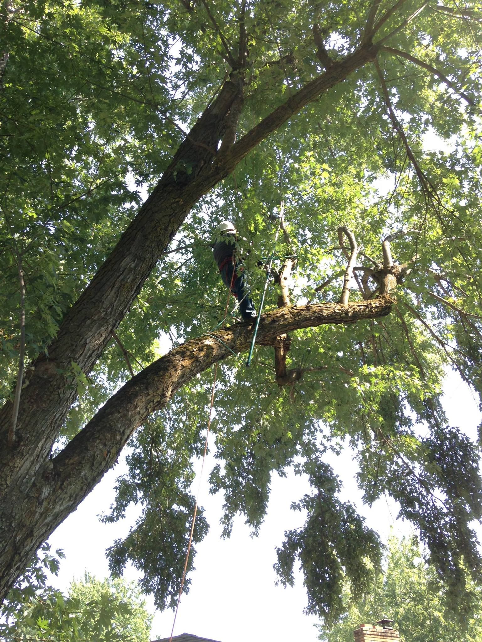  for IOL TREE EXPERTS in Spokane Valley, WA