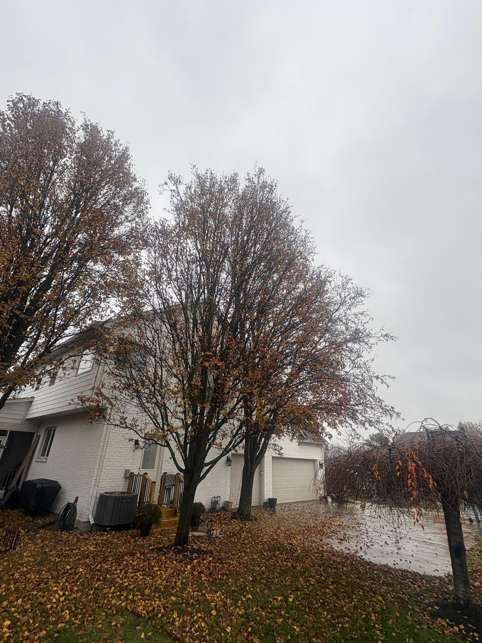  for Dig-It Tree Company in Mason, OH