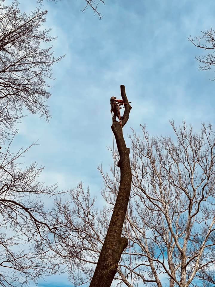  for Branching Out Tree Service in Hastings, MI