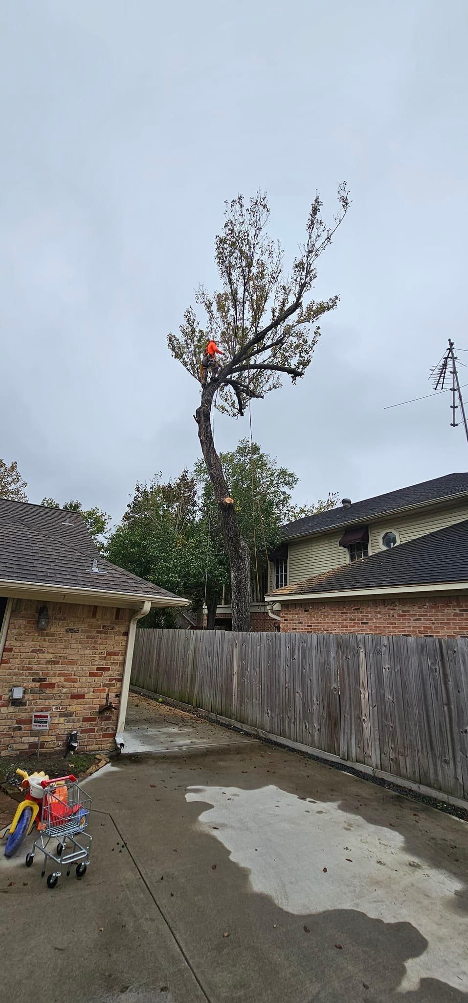  for Servin's Tree Care  in Houston, TX