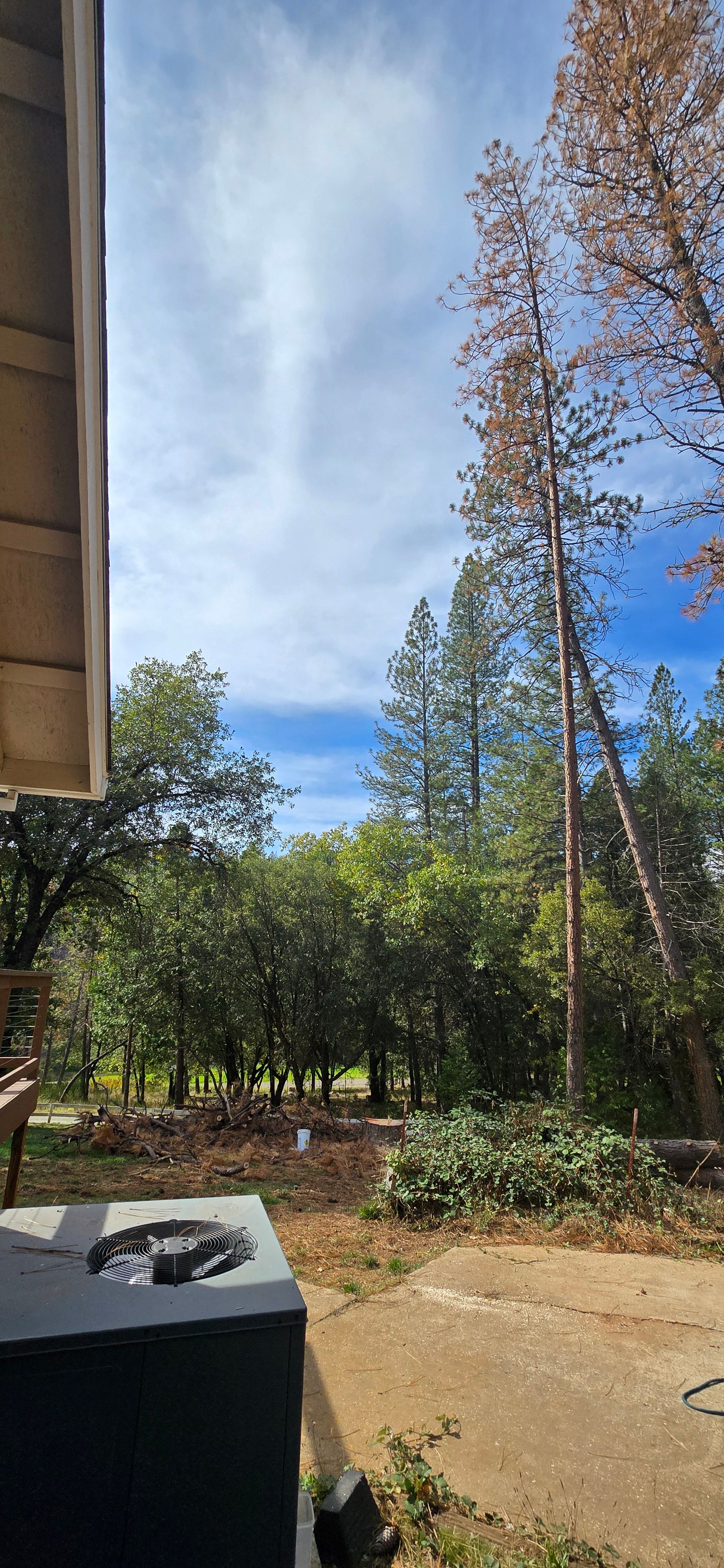  for George Staddan's Professional Tree Care in Placerville, CA