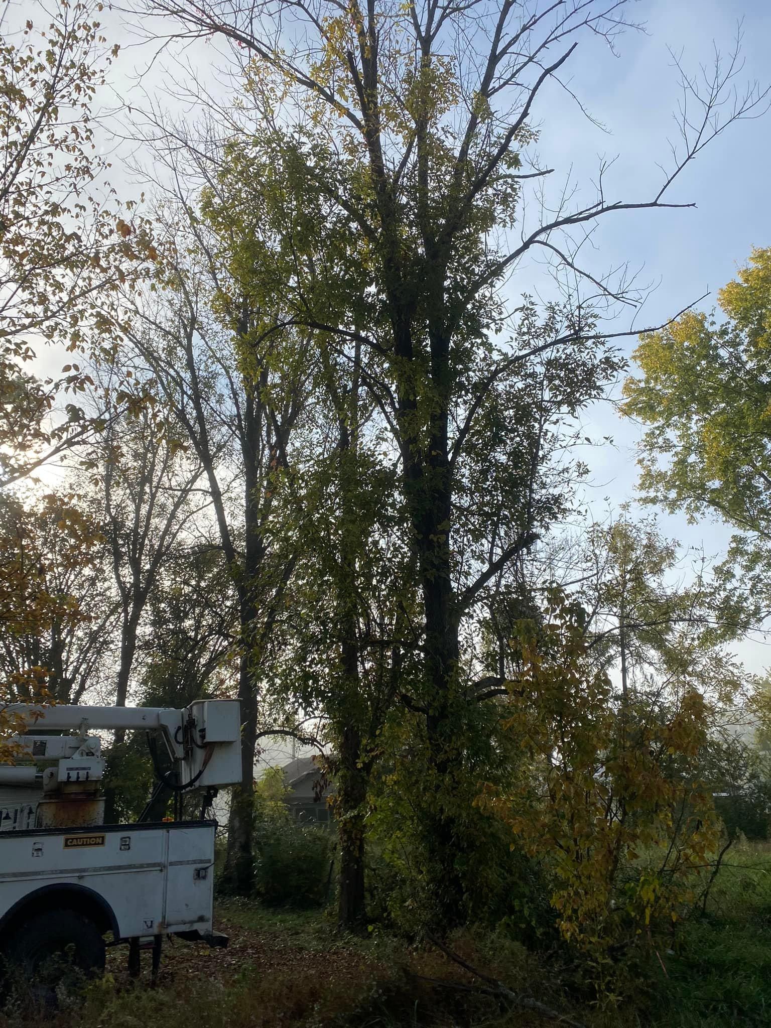 Fall and Spring Clean Up for Atwood’s Tree Care in Liberty,  KY