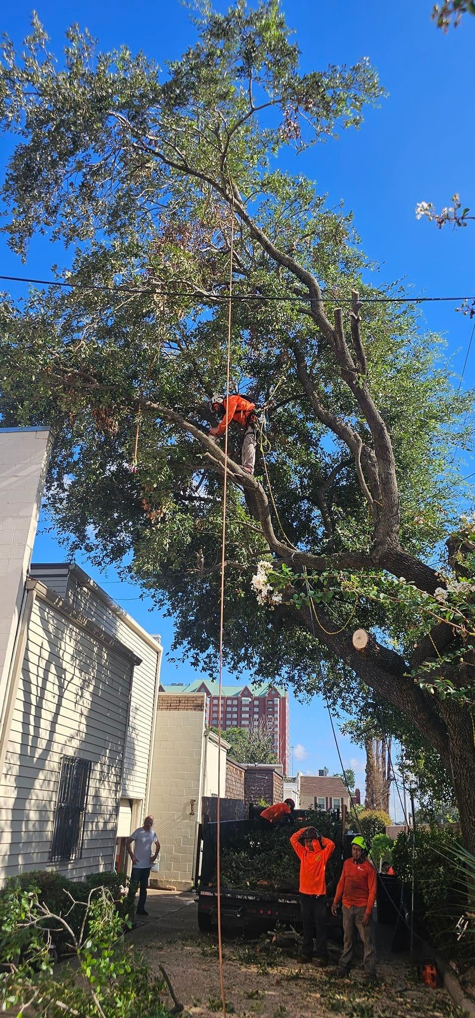  for Servin's Tree Care  in Houston, TX