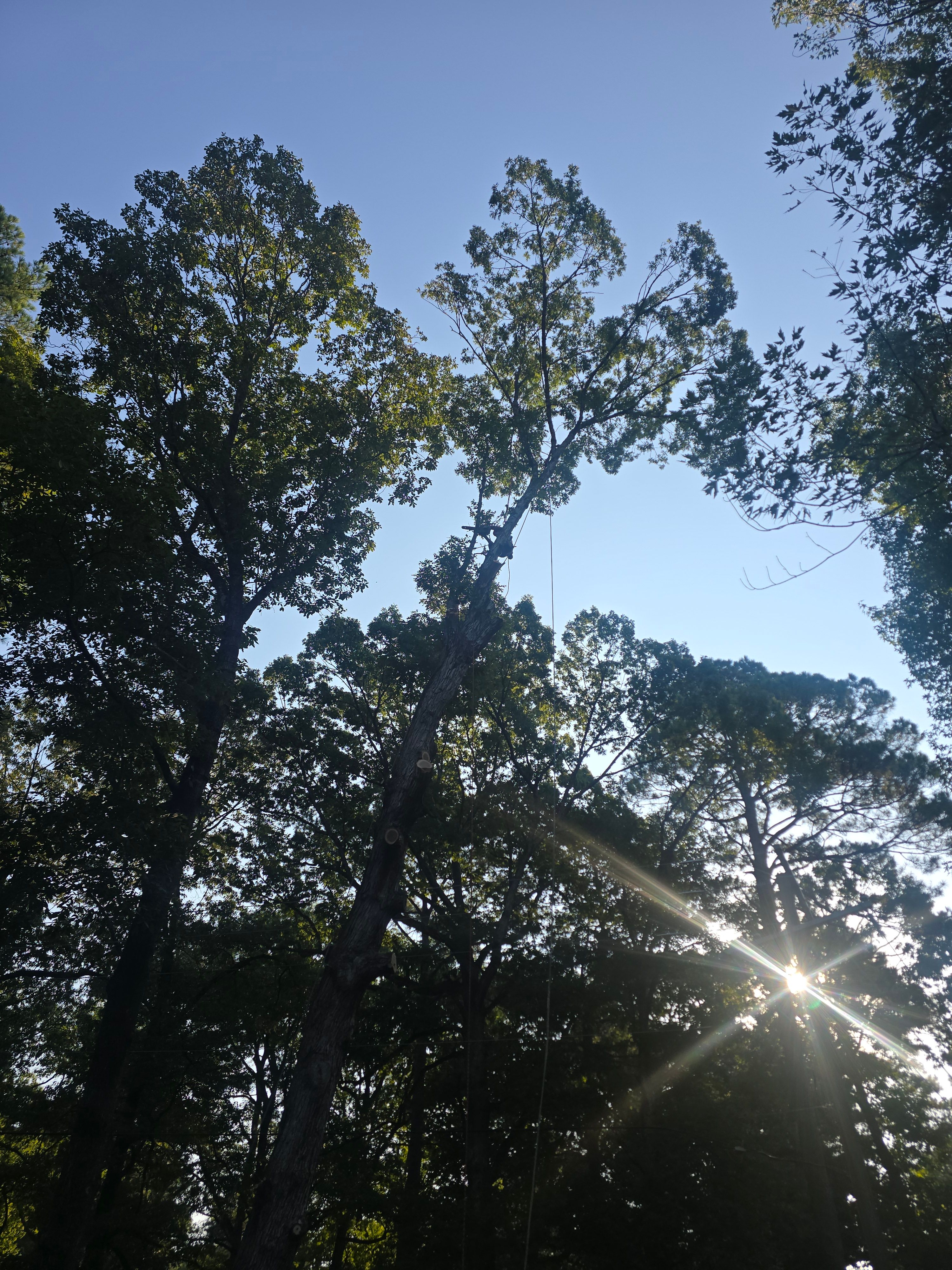  for Paquette's Tree Service in Malvern, AR