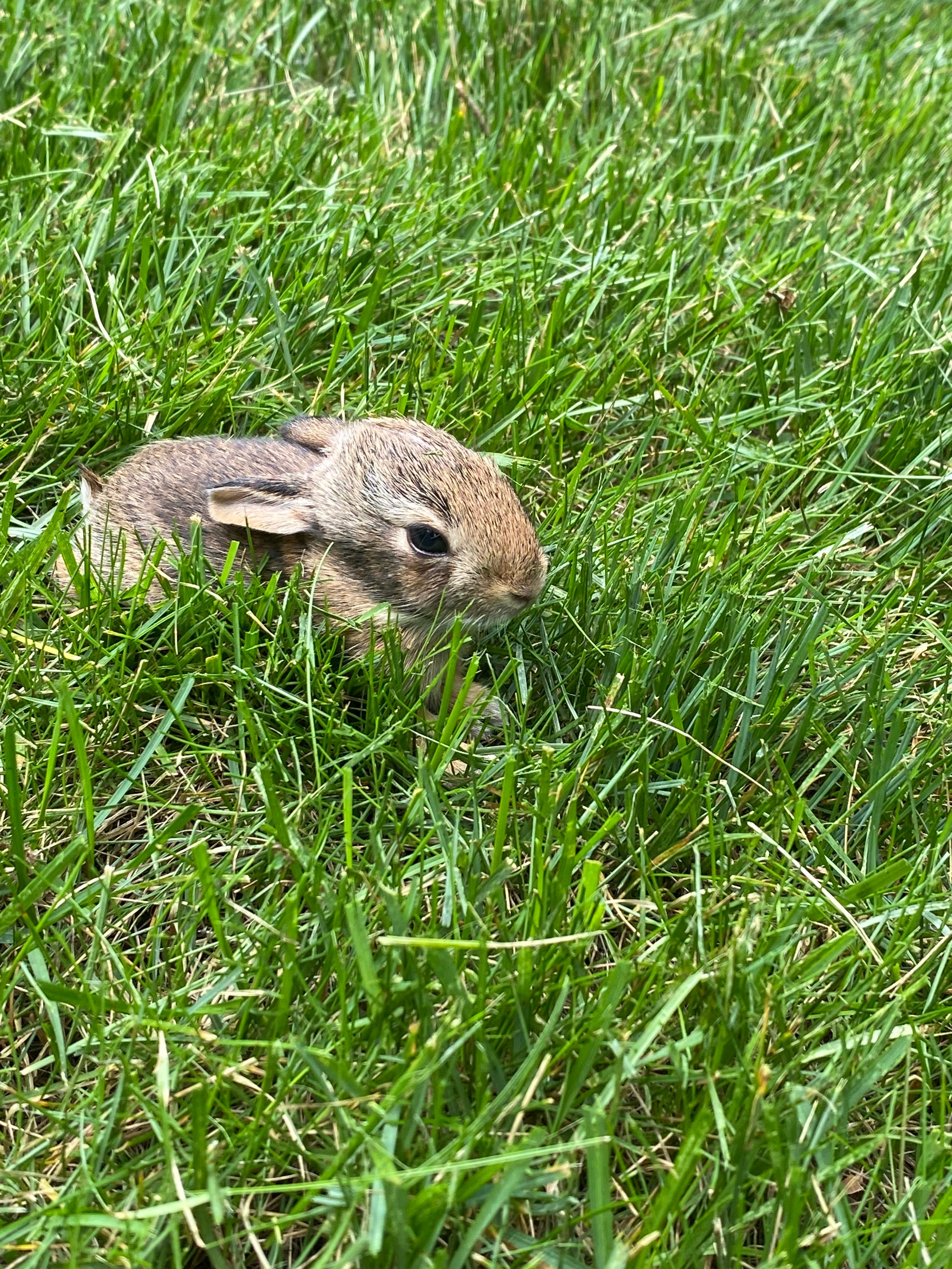 Wild Life Encounters for Stevenson Property Maintenance in Cheshire, CT