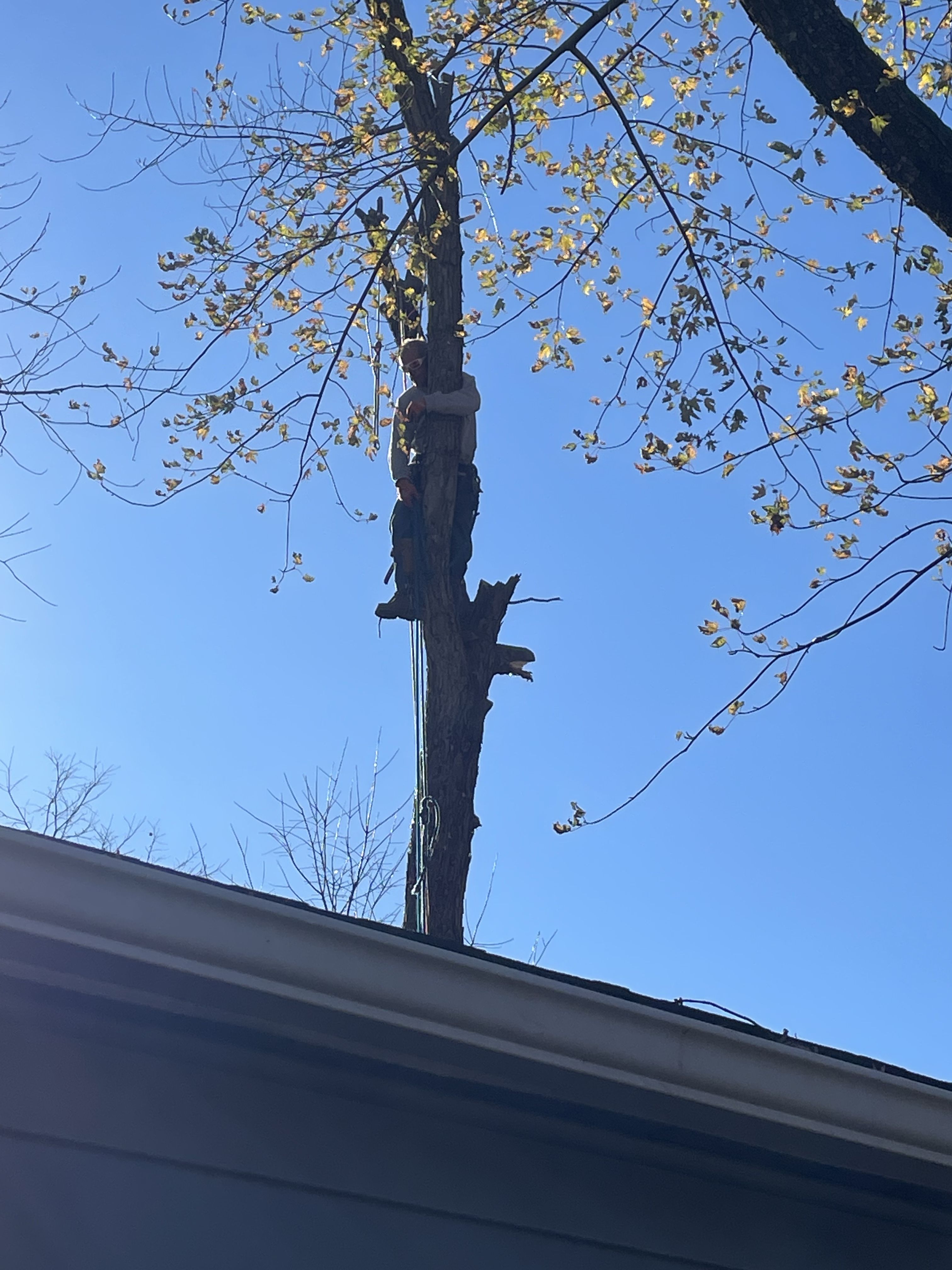  for Stinger Tree Service in Belleville, IL
