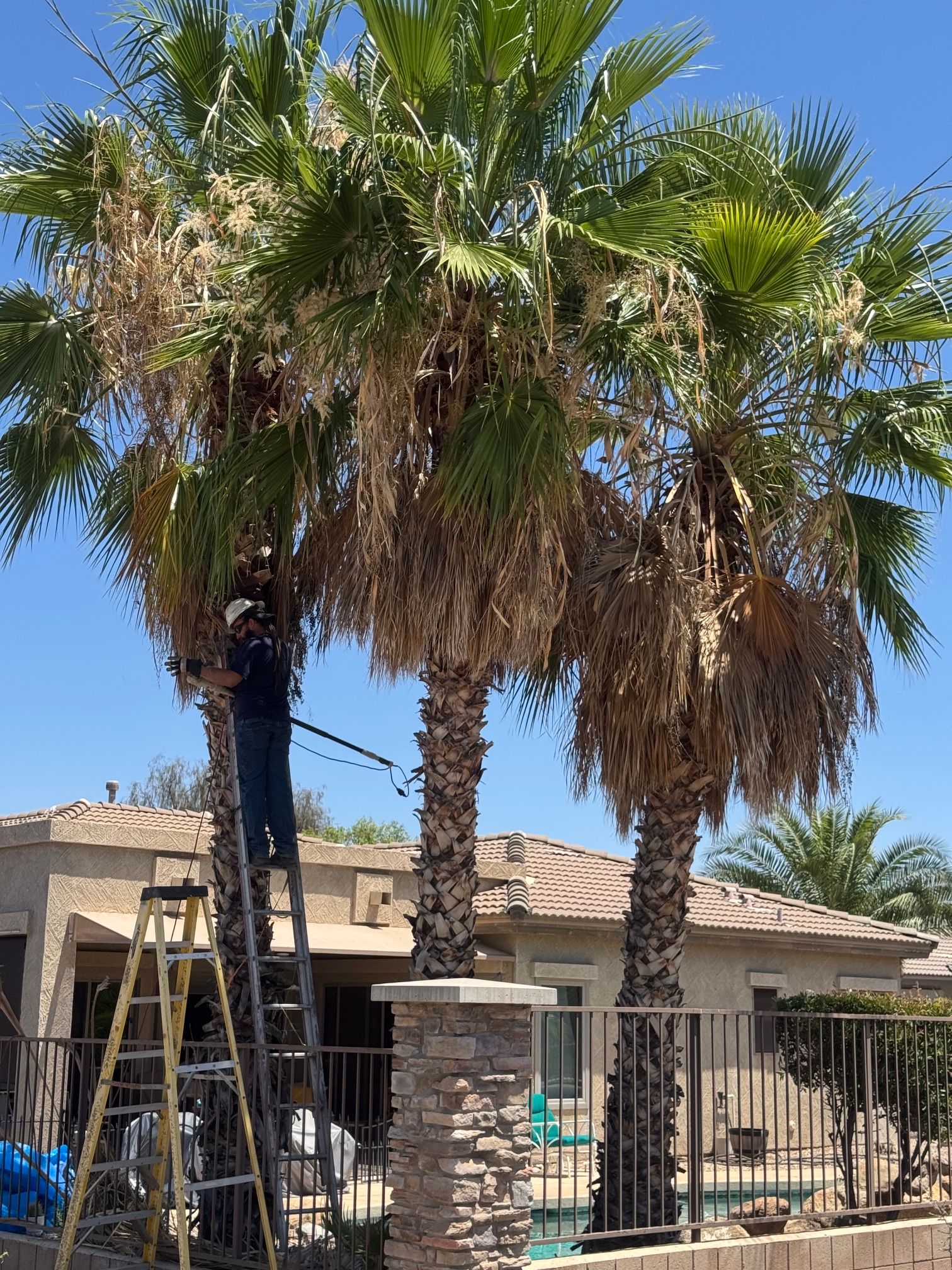  for Patriot Tree Service in Mesa, AZ