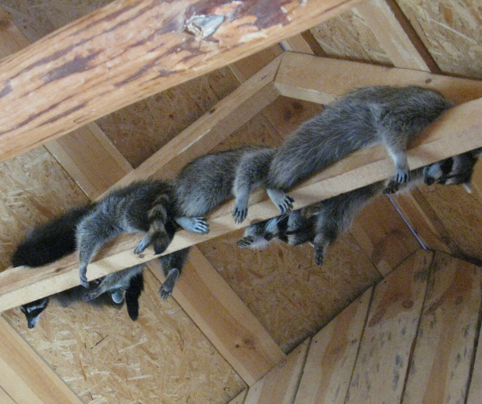 All Photos for The Critter Crew in DFW, TX
