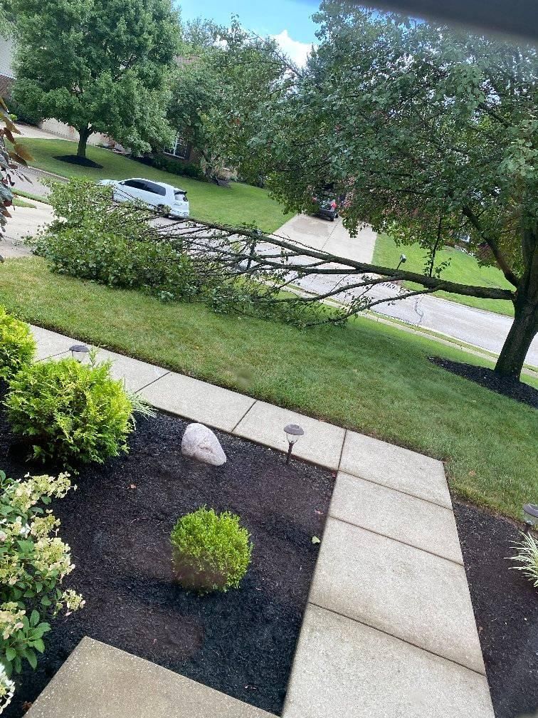  for Kingdom Tree Trimming and Removal LLC in Covington, KY