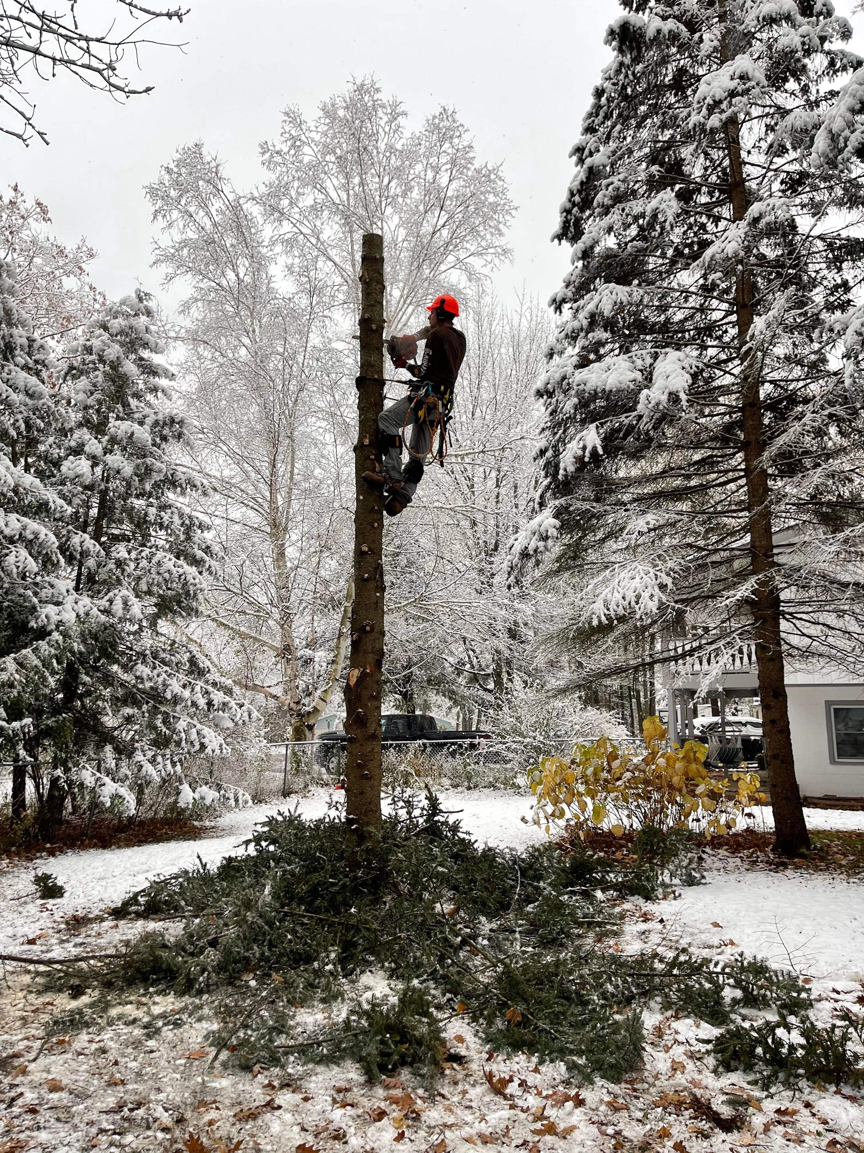 Tree Removal for Bear Creek Tree Service LLC in Rudyard, MI