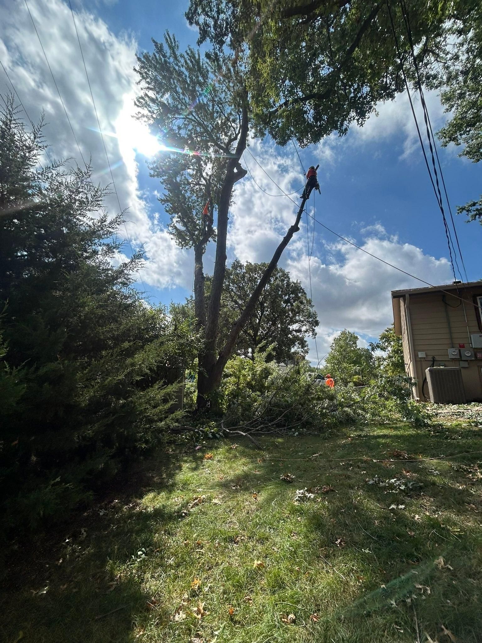 All Photos for Cross Family Tree Service in Kearney, MO