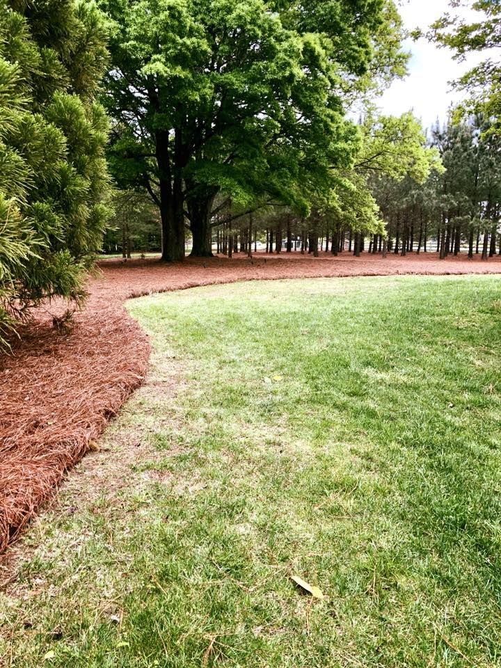  for Pecina Pine Needles in Monroe, NC