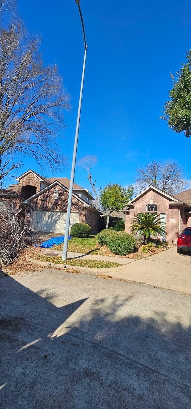  for Servin's Tree Care  in Houston, TX