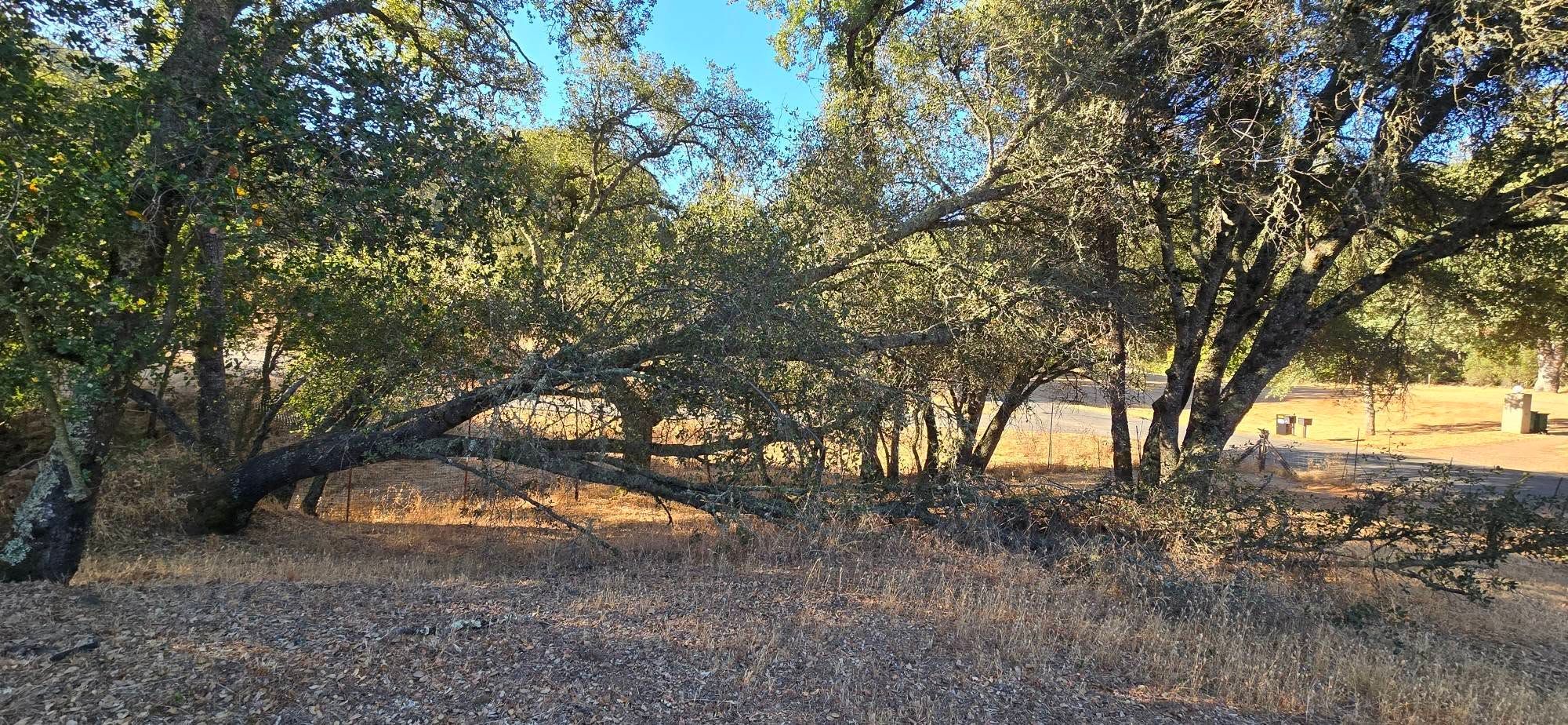  for George Staddan's Professional Tree Care in Placerville, CA