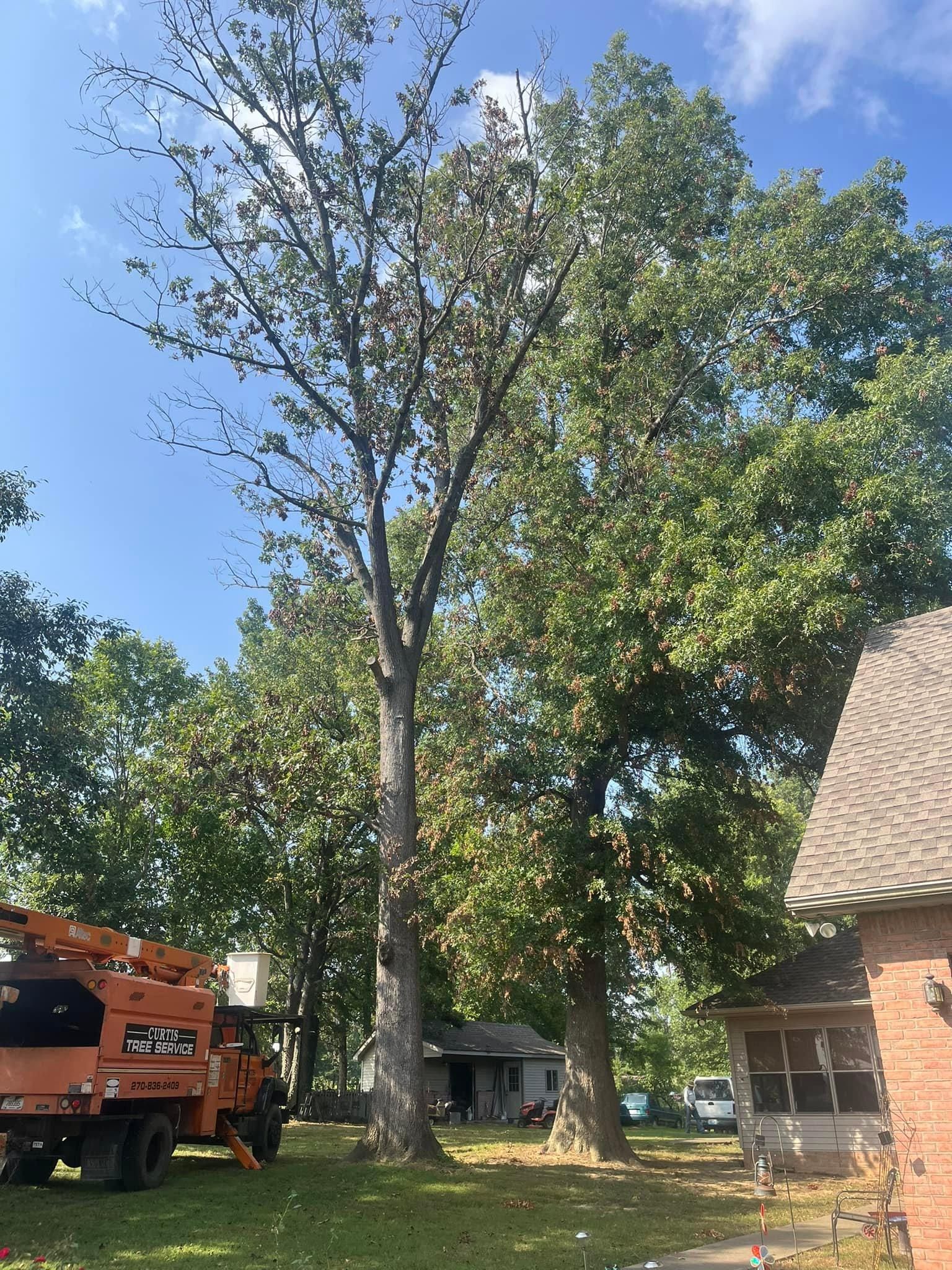  for Curtis Tree Service LLC in Hopkins County, KY