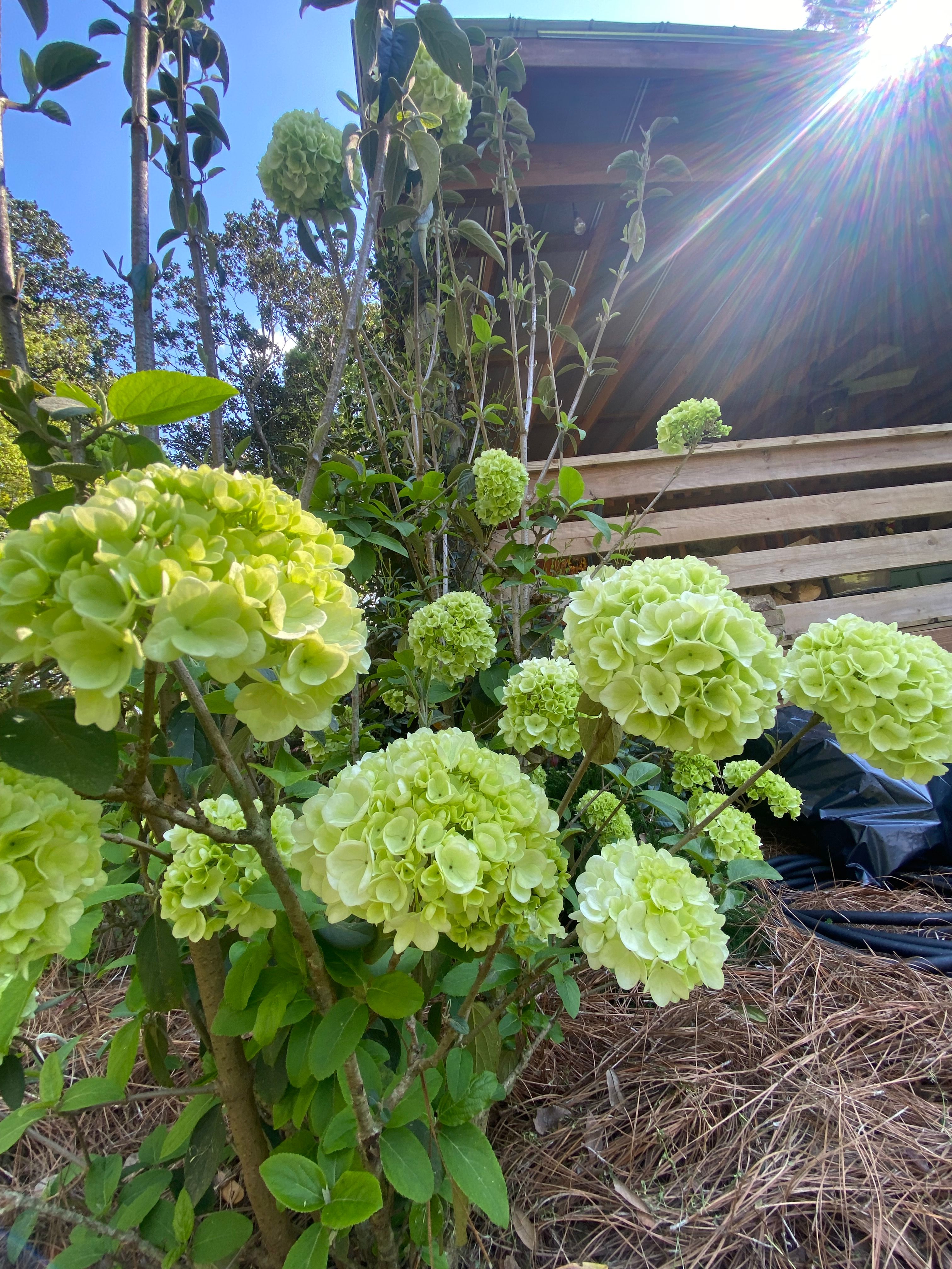  for Grasshopper's Lawn and Landscape in Fairhope, AL
