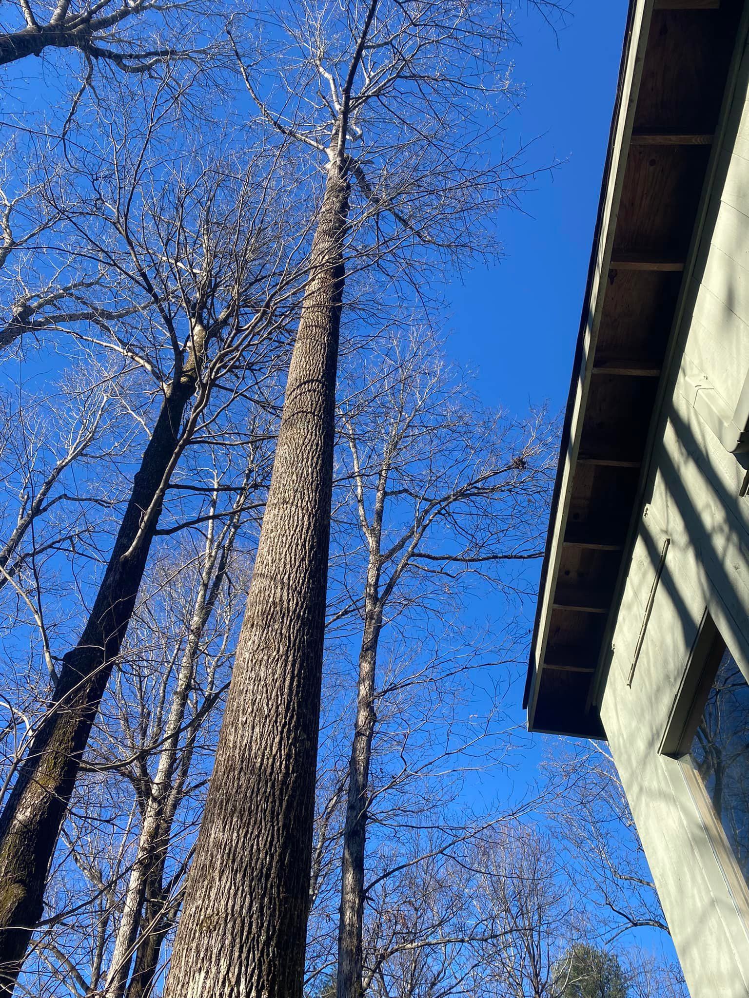  for Andy's Tree Service in Zirconia, NC